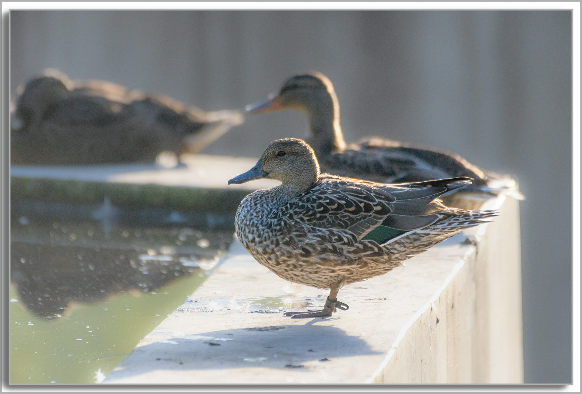Canard Colvert - Anas platyrhynchos