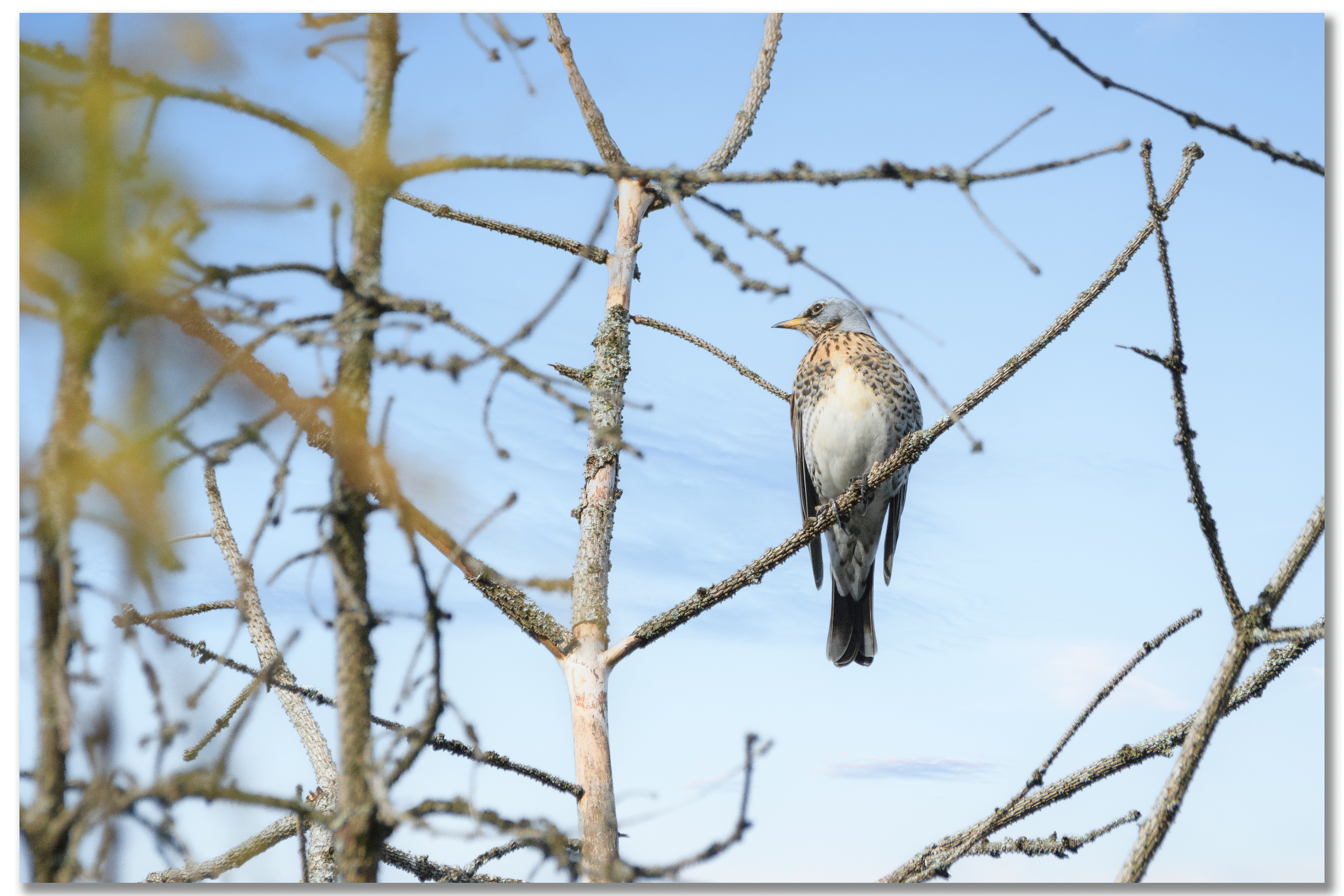 Grive litorne - Turdus pilaris