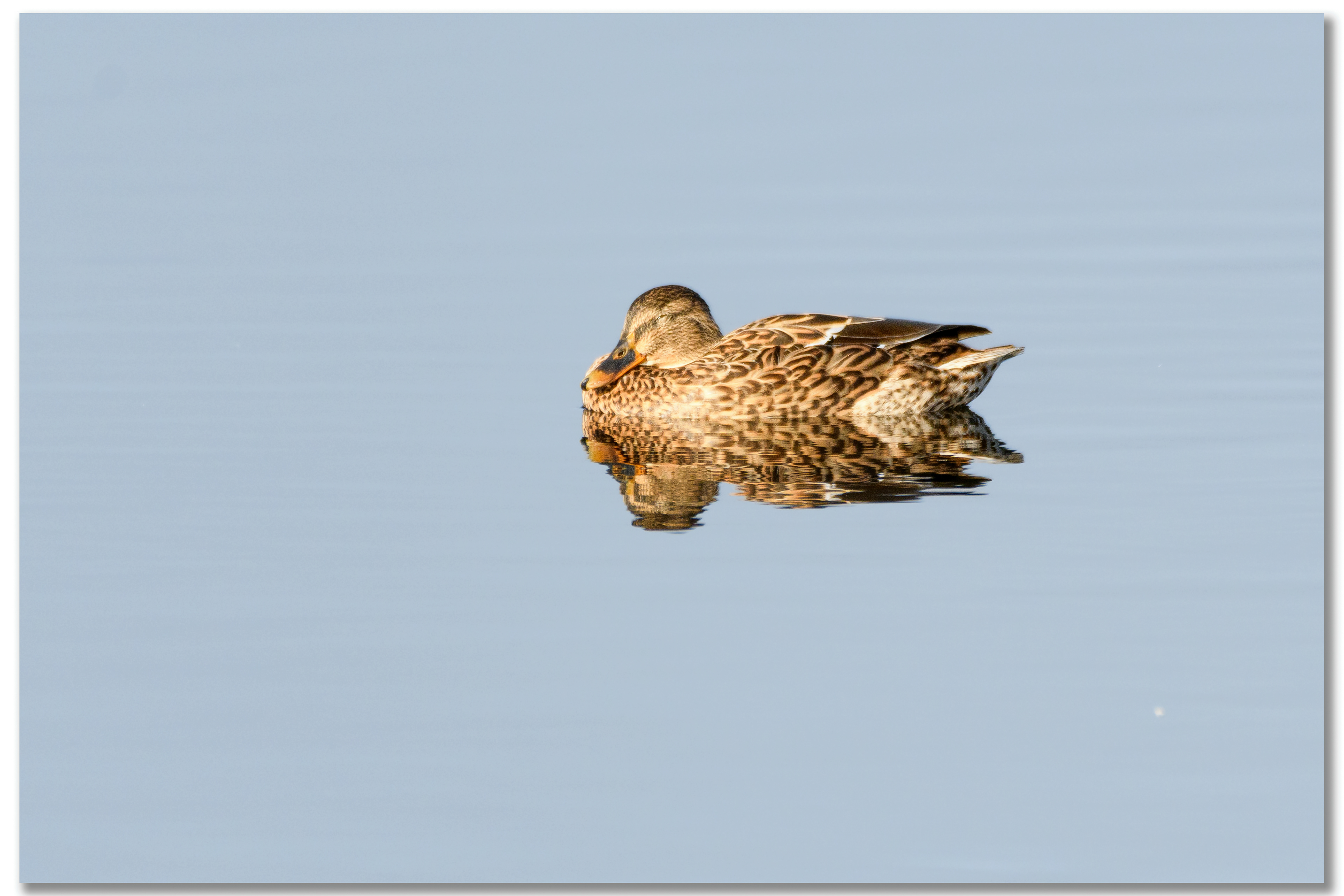 Canard Colvert - Anas platyrhynchos femelle