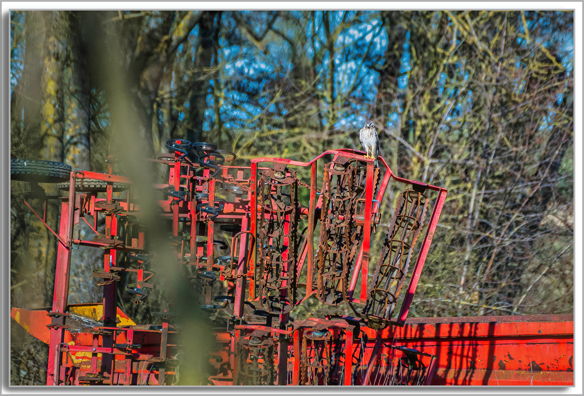 Buse variable - Buteo buteo