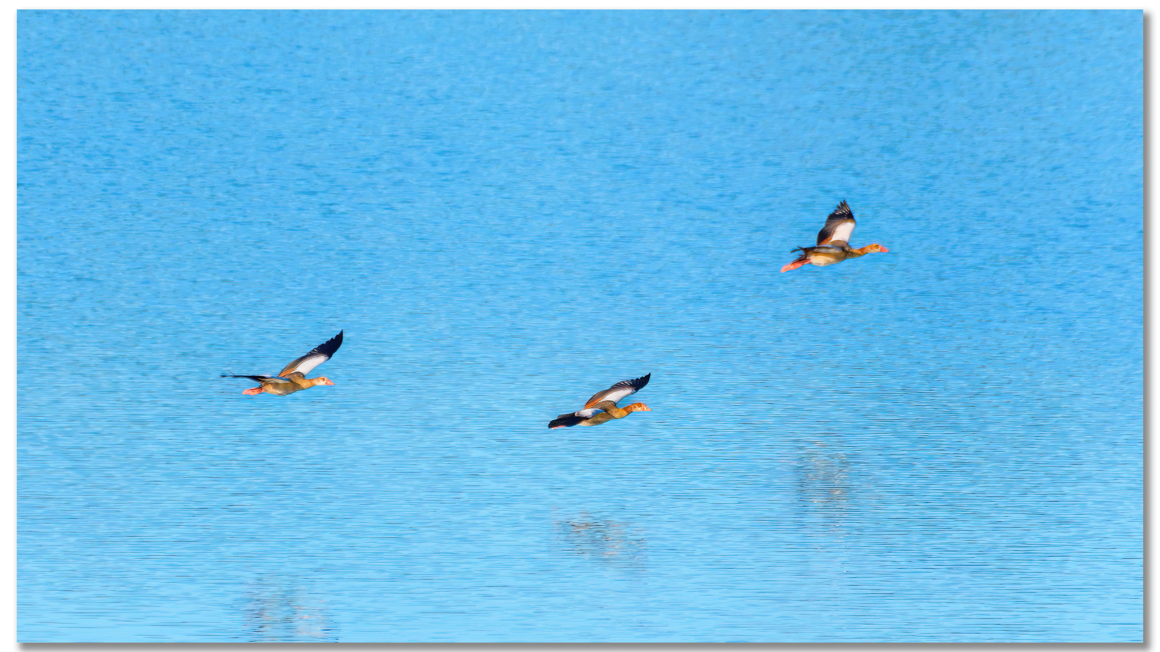 Ouette d'Egypte - Alopochen aegyptiaca