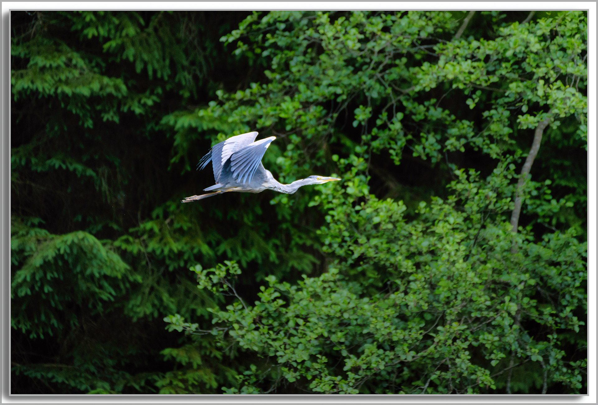 Héron cendré - Ardea Cinerea