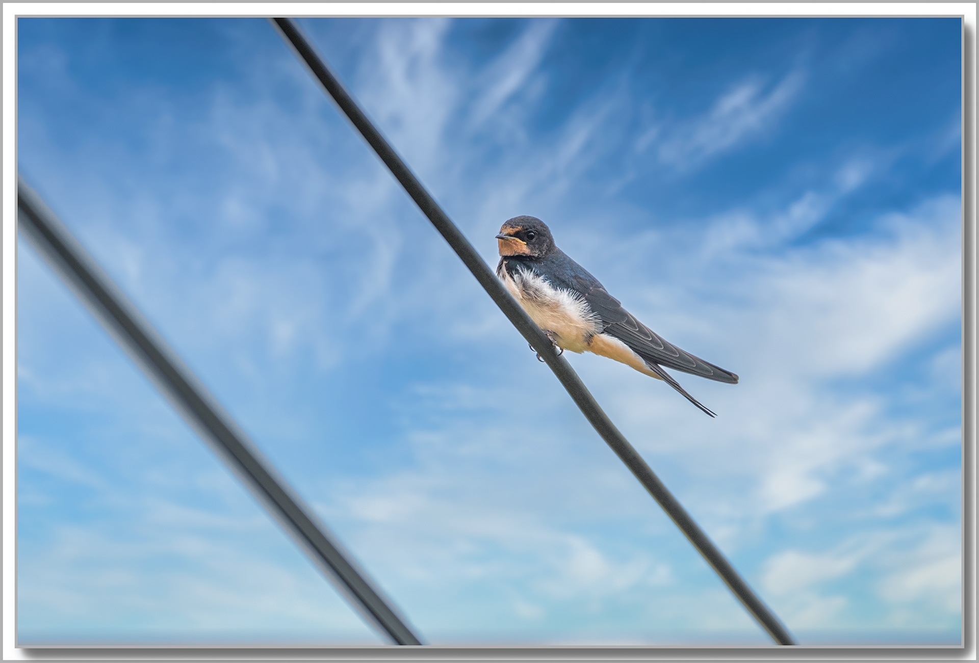 Hirondelle rustique - Hirundo Rustica