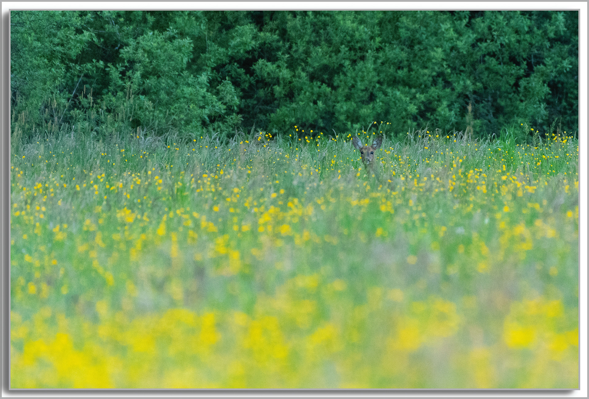 Chevreuil - Capreolus capreolus