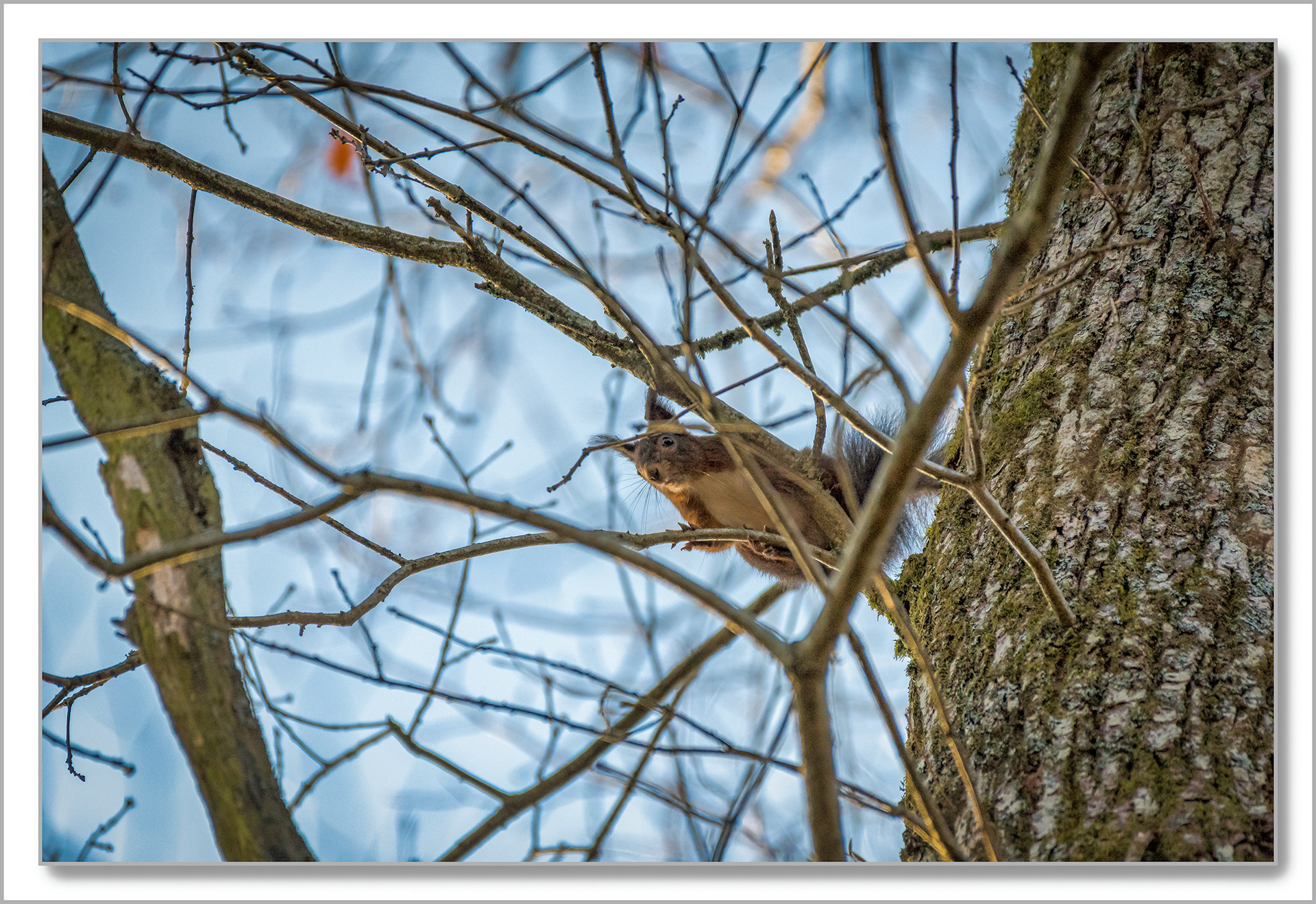 Ecureuil roux d'Europe - Sciurus vulgaris