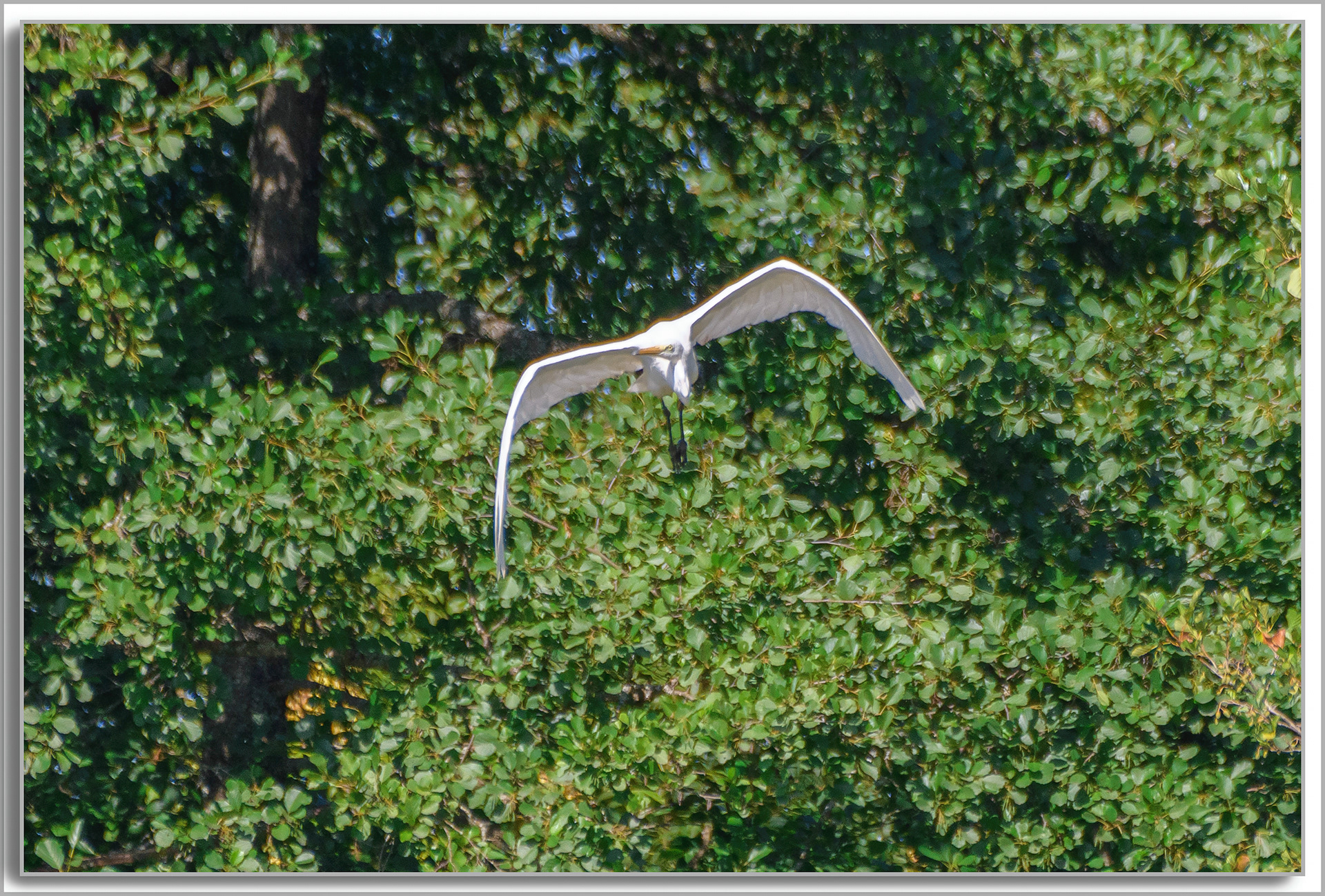 Grande Aigrette - Ardea Alba