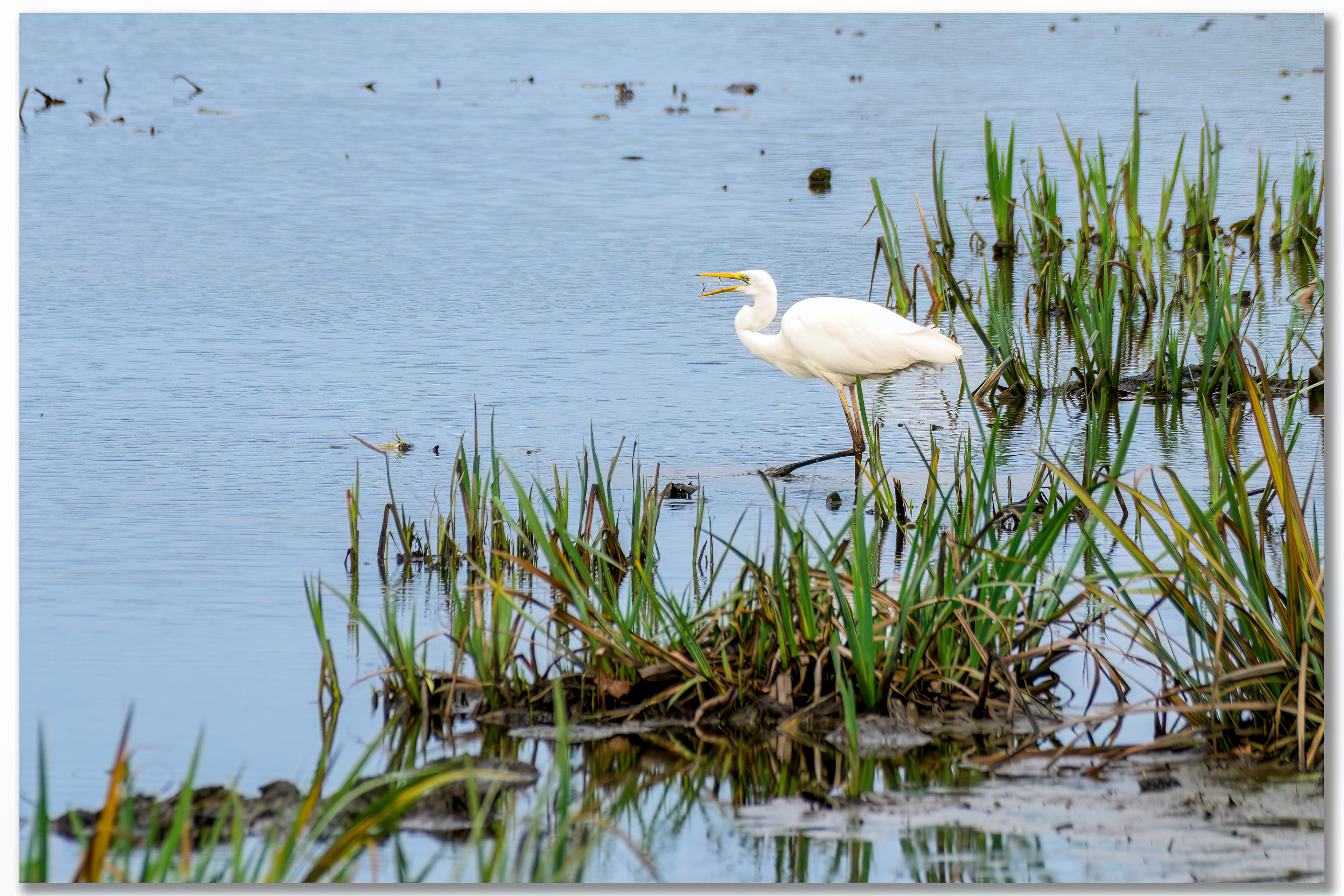 Grande aigrette - Ardea alba