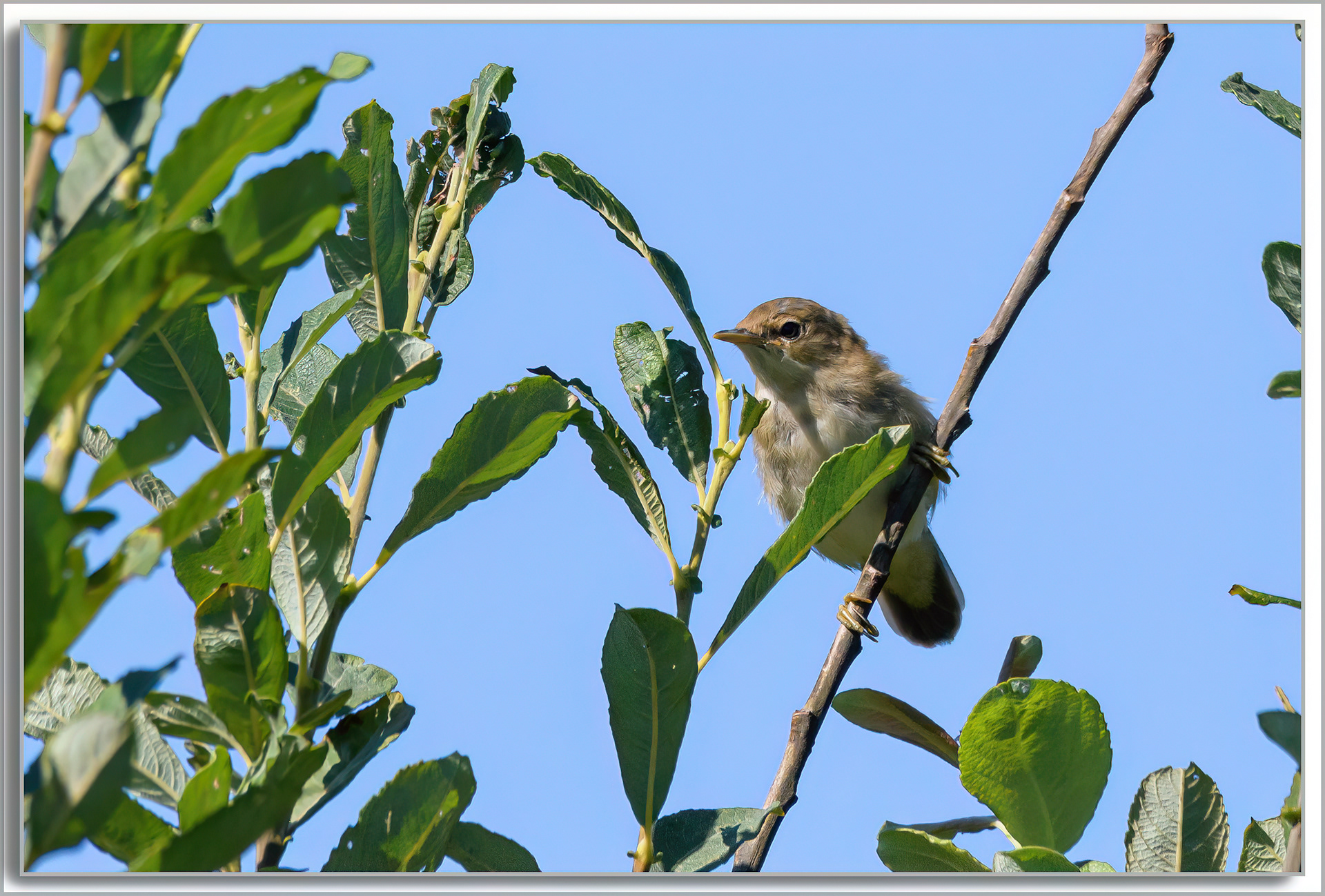 Rousserolle effarvatte - Acrocephalus scirpaceus