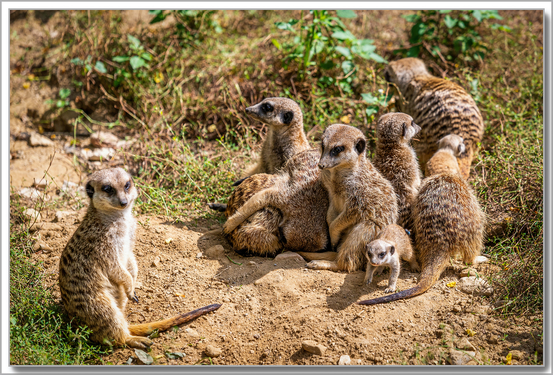 Suricate - Suricata Suricatta