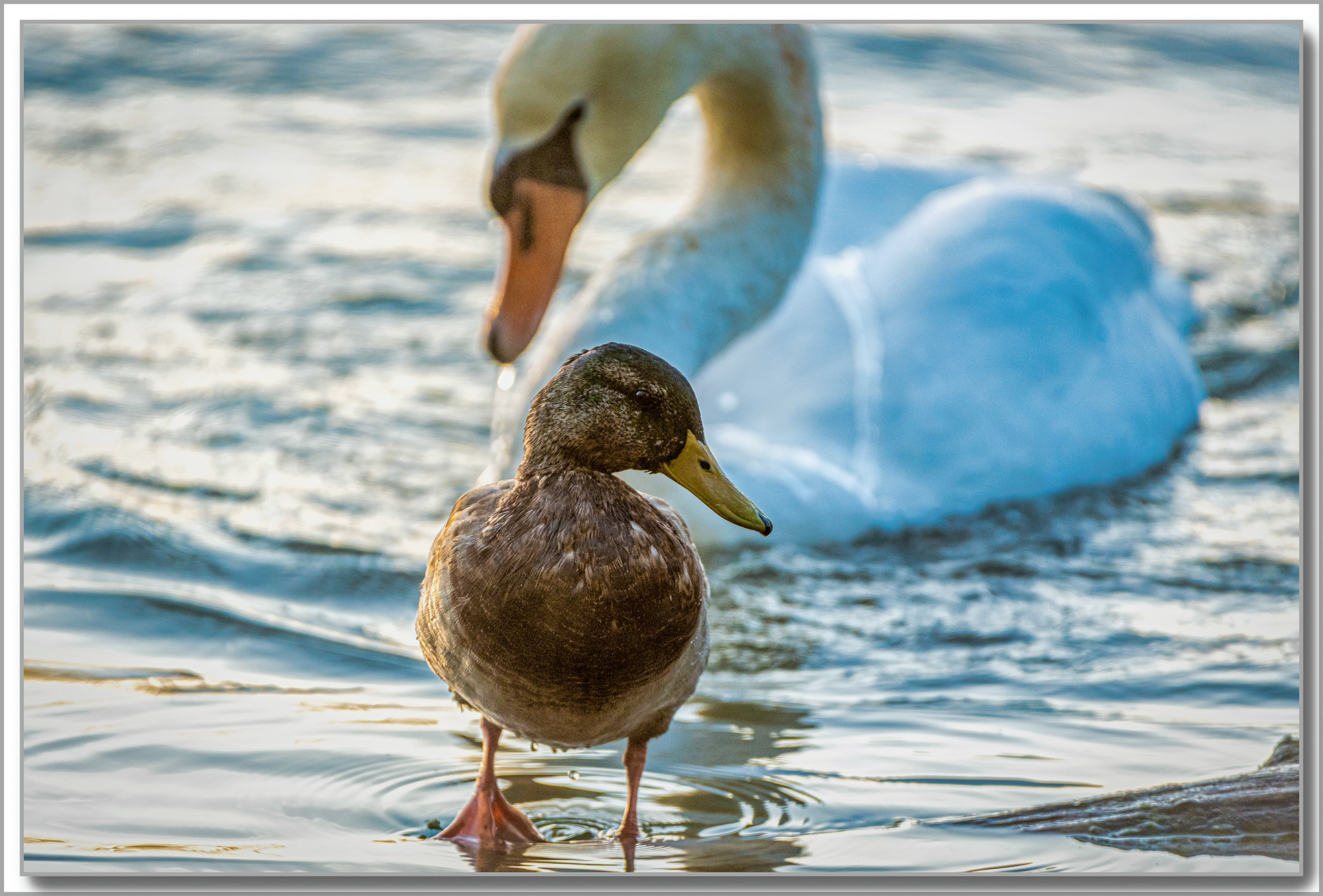Canard Colvert - Anas platyrhynchos, Cygne turberculé - Cygnus Olor