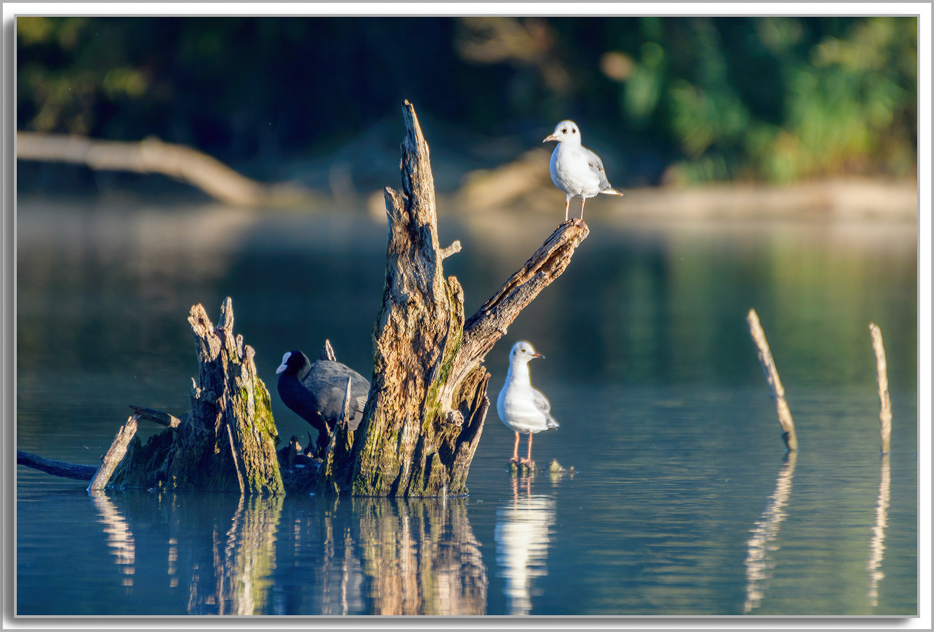 Mouette rieuse - Chroicocephalus ridibundus