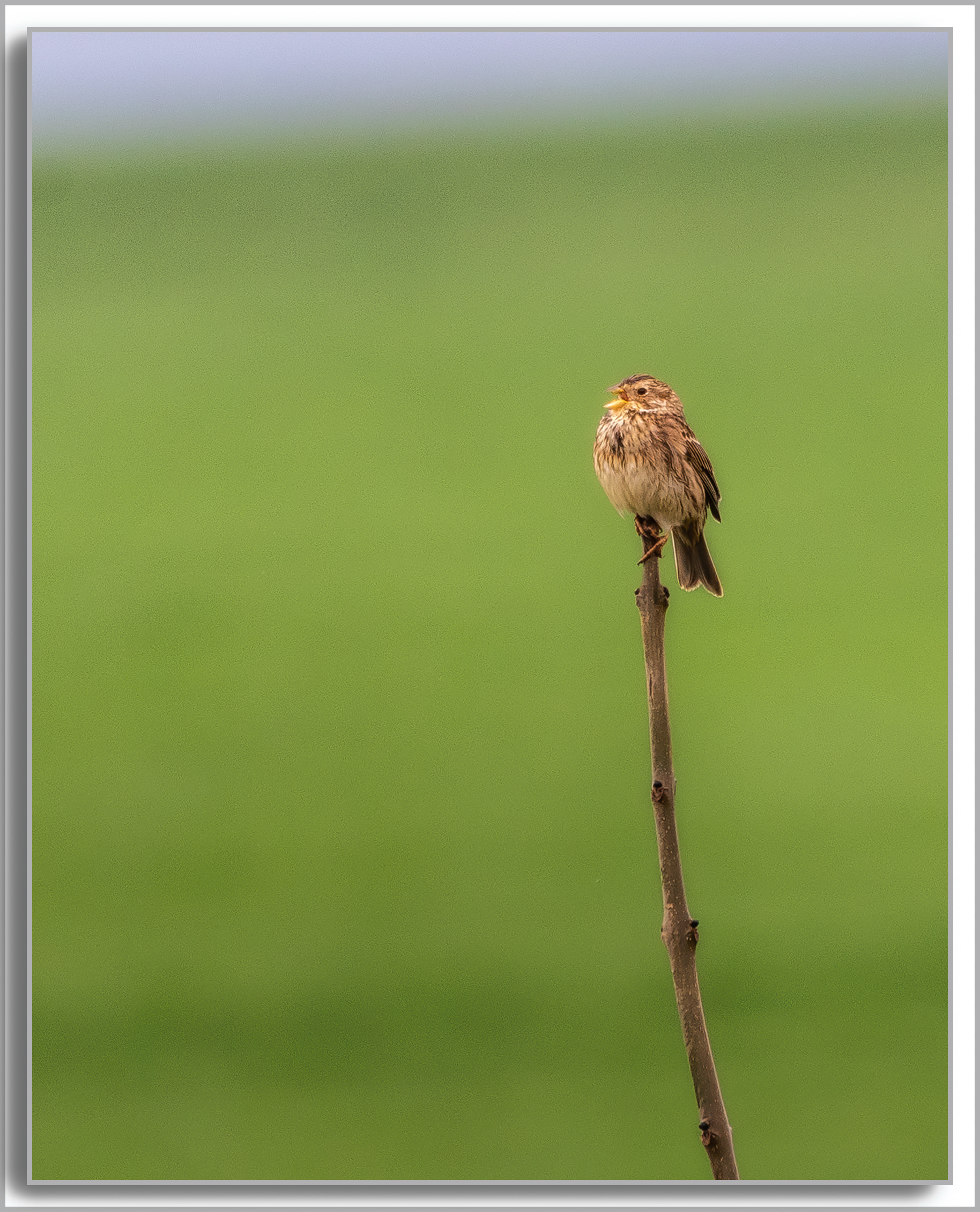 Bruant proyer - Emberiza calandra