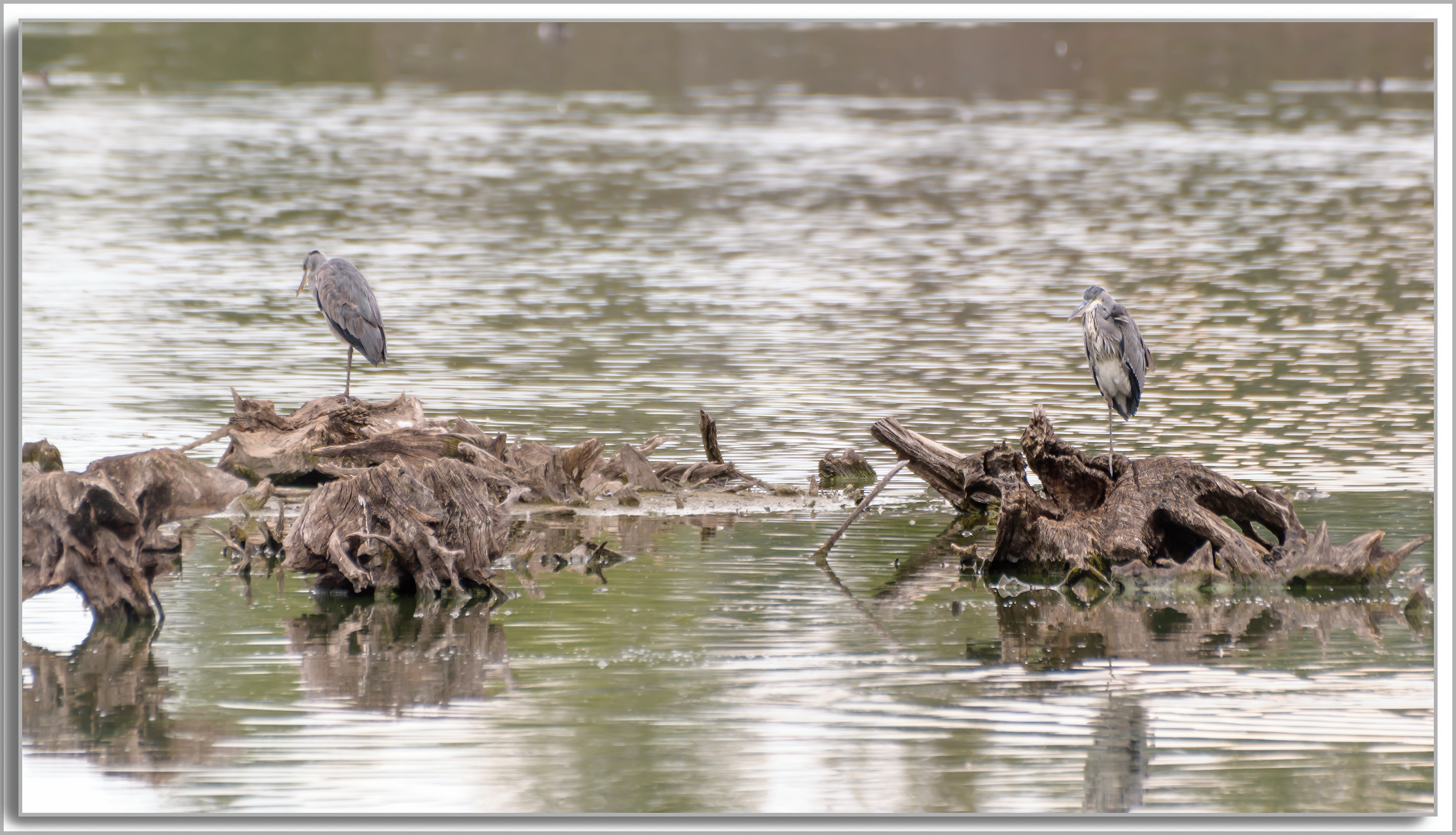 Héron cendré - Ardea Cinerea