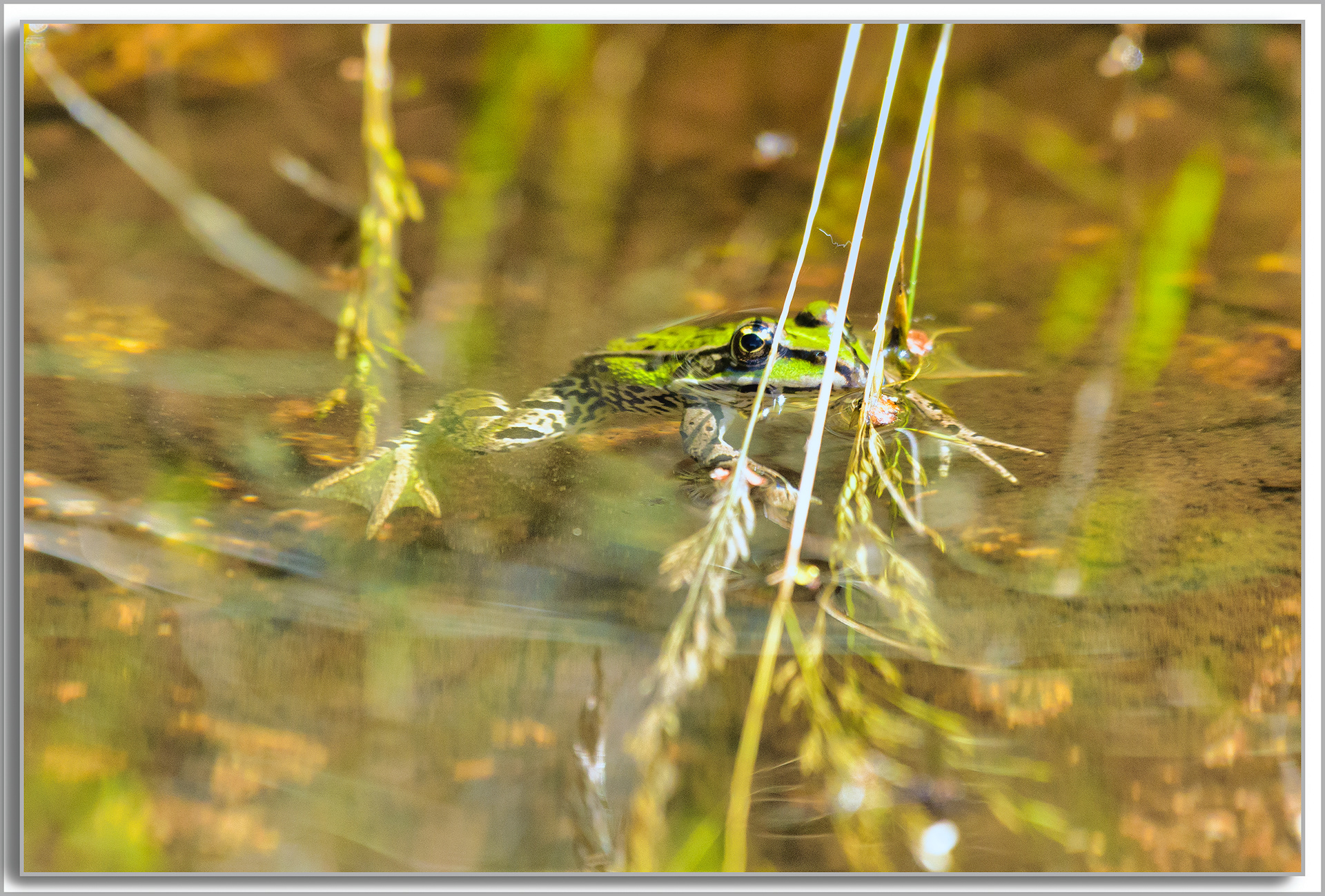 Grenouille comestible - Pelophylax kl. esculentus