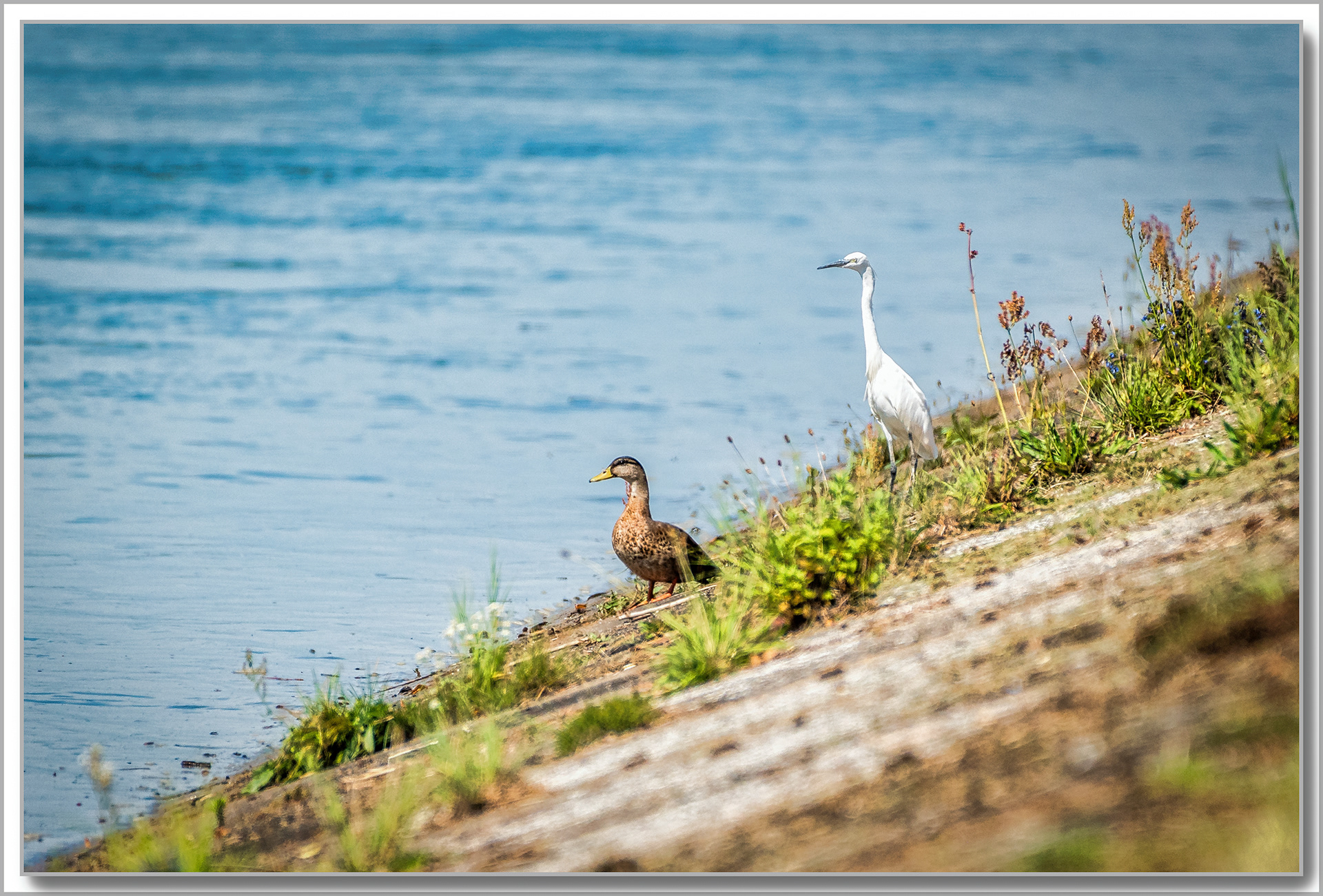 Aigrette Garzette - Egretta Garzetta, Canard Colvert - Anas platyrhynchos