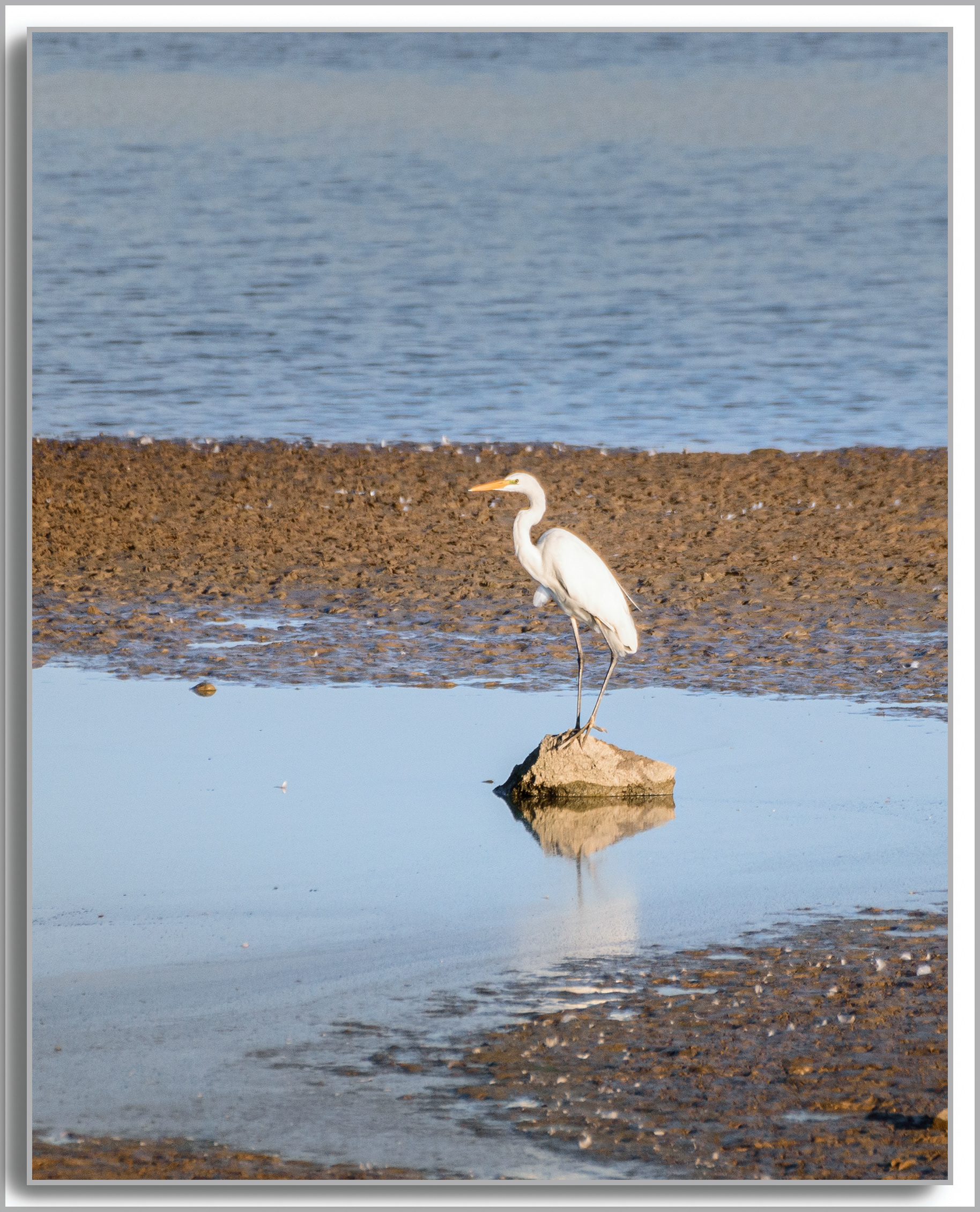 Grande Aigrette - Ardea Alba