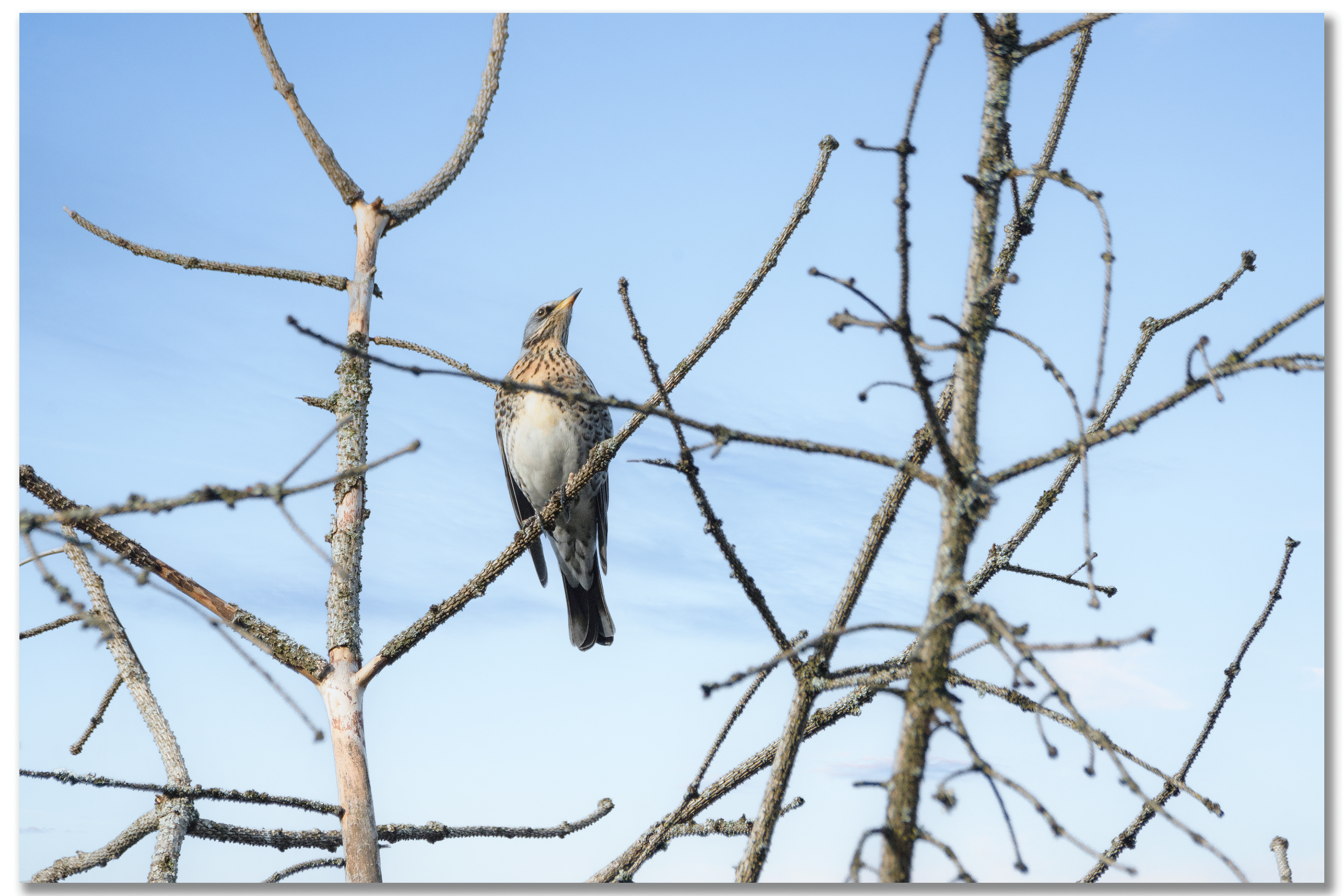Grive litorne - Turdus pilaris