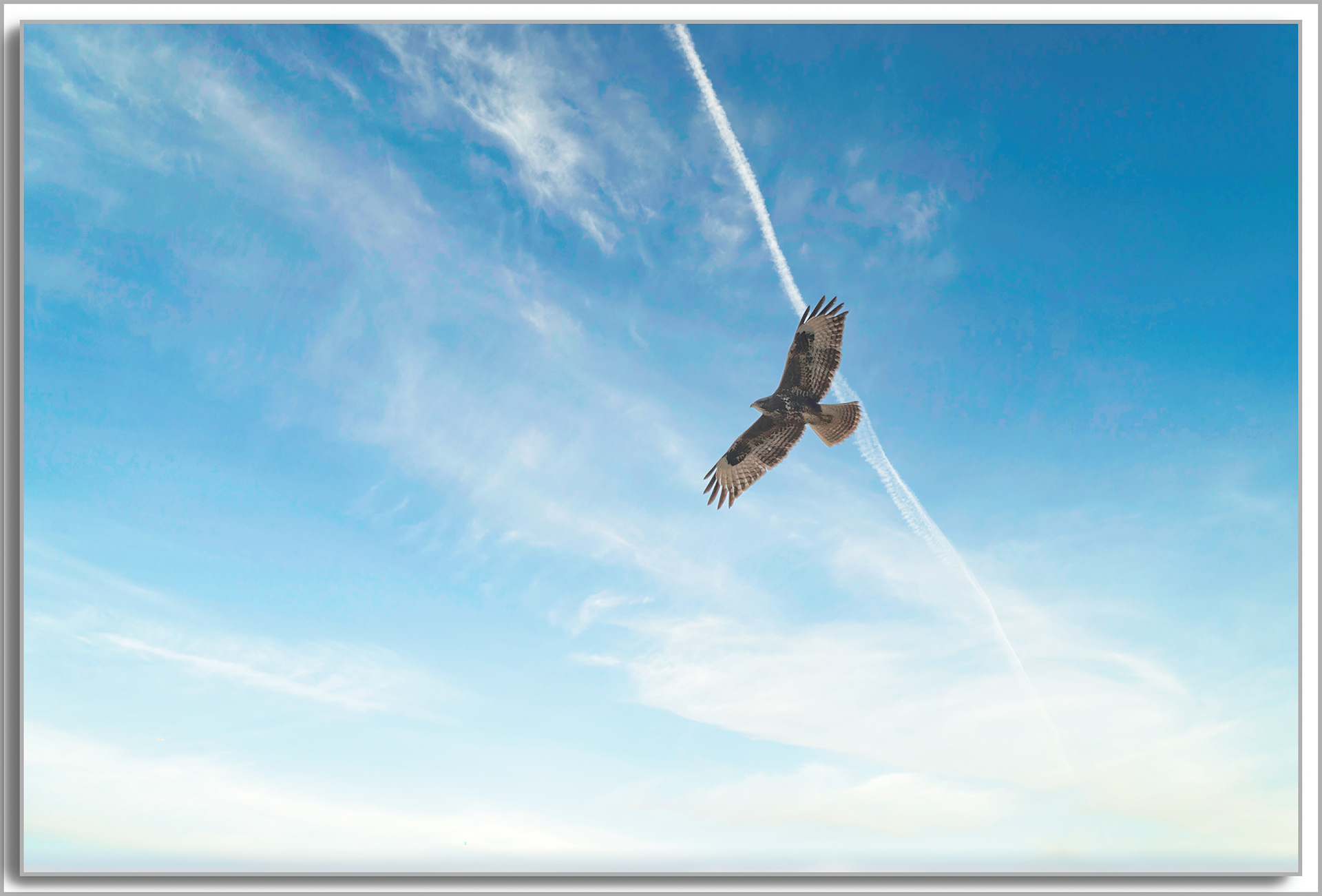 Buse variable - Buteo buteo