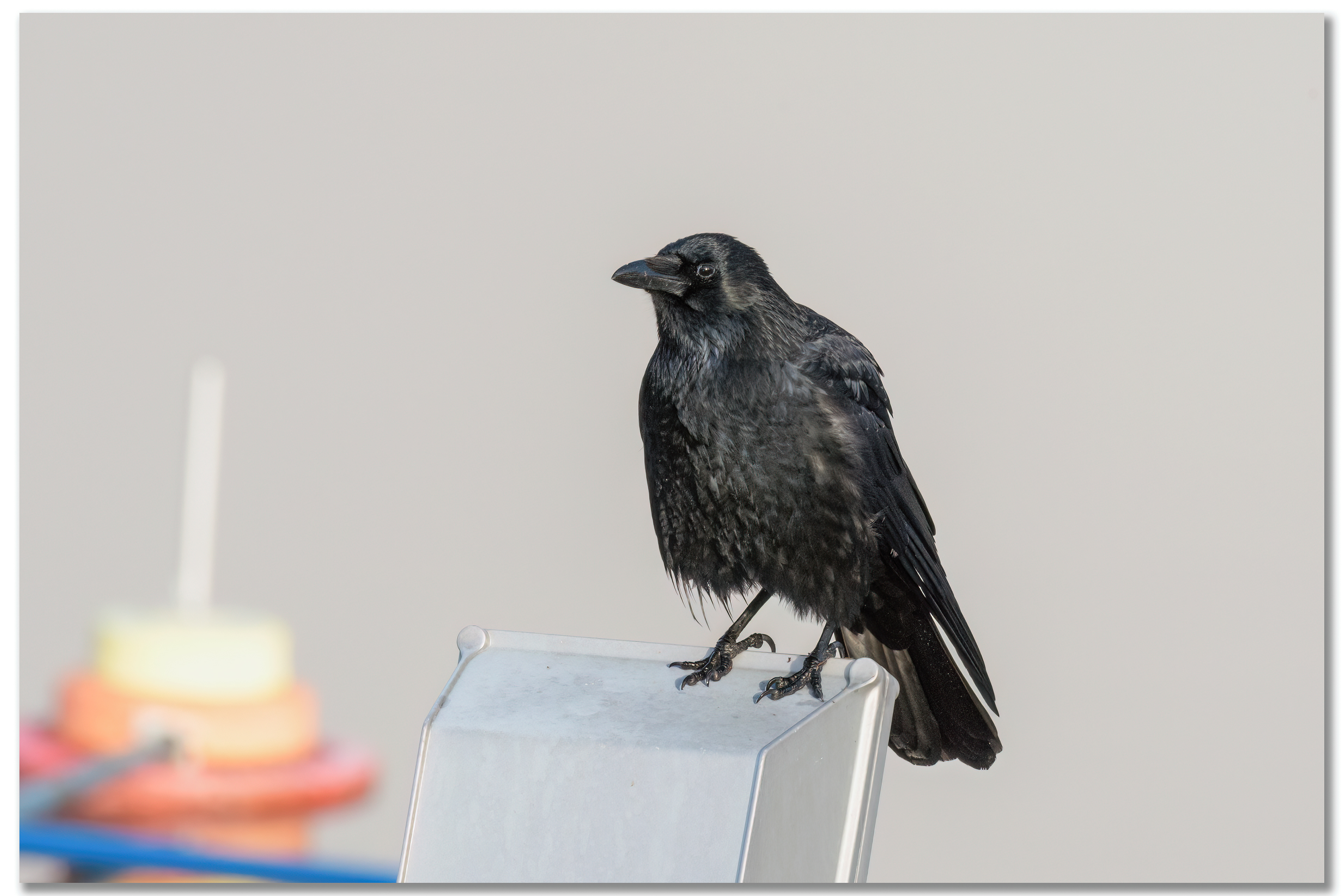 Corneille noire - Corvus corone