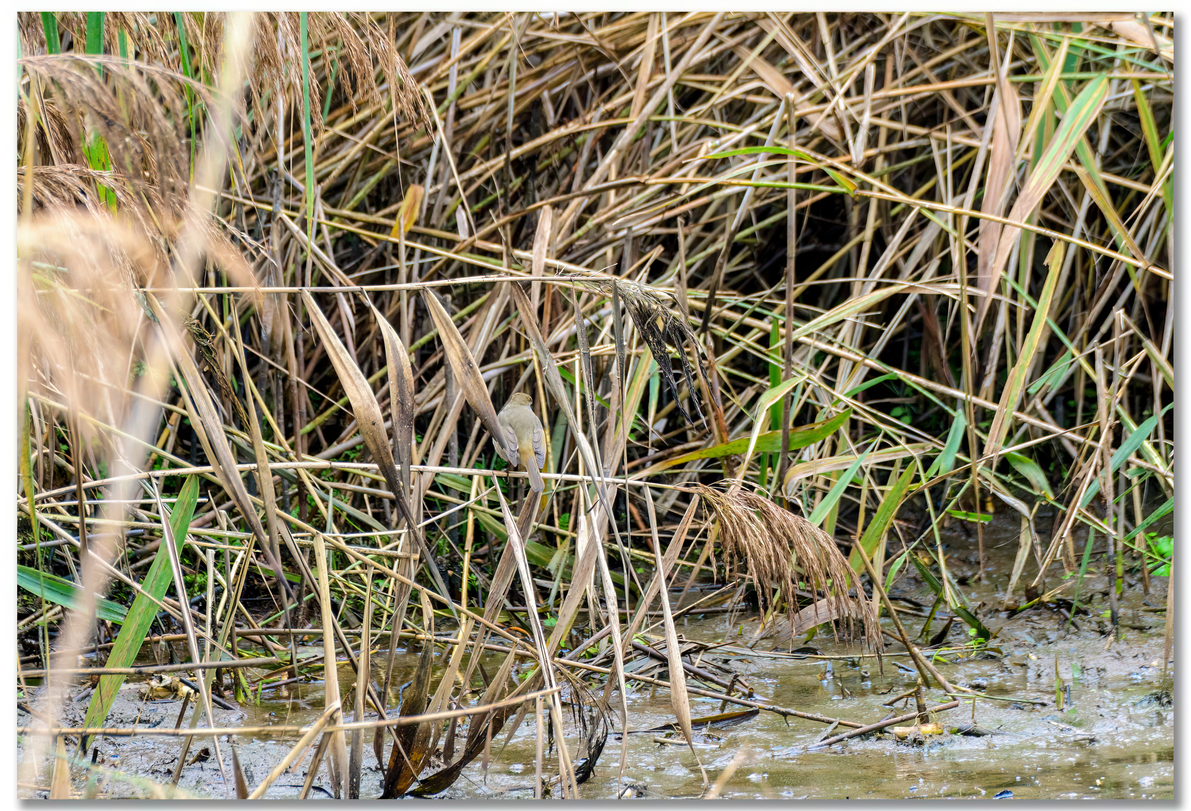 Rougegorge familier - Erithacus rubecula