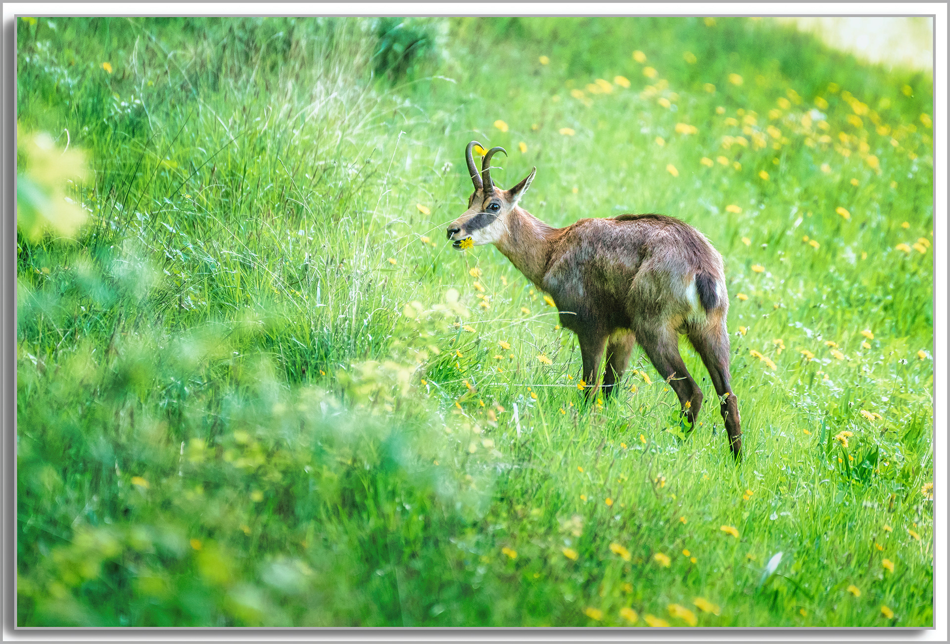 Chamois - Rupicapra rupicapra