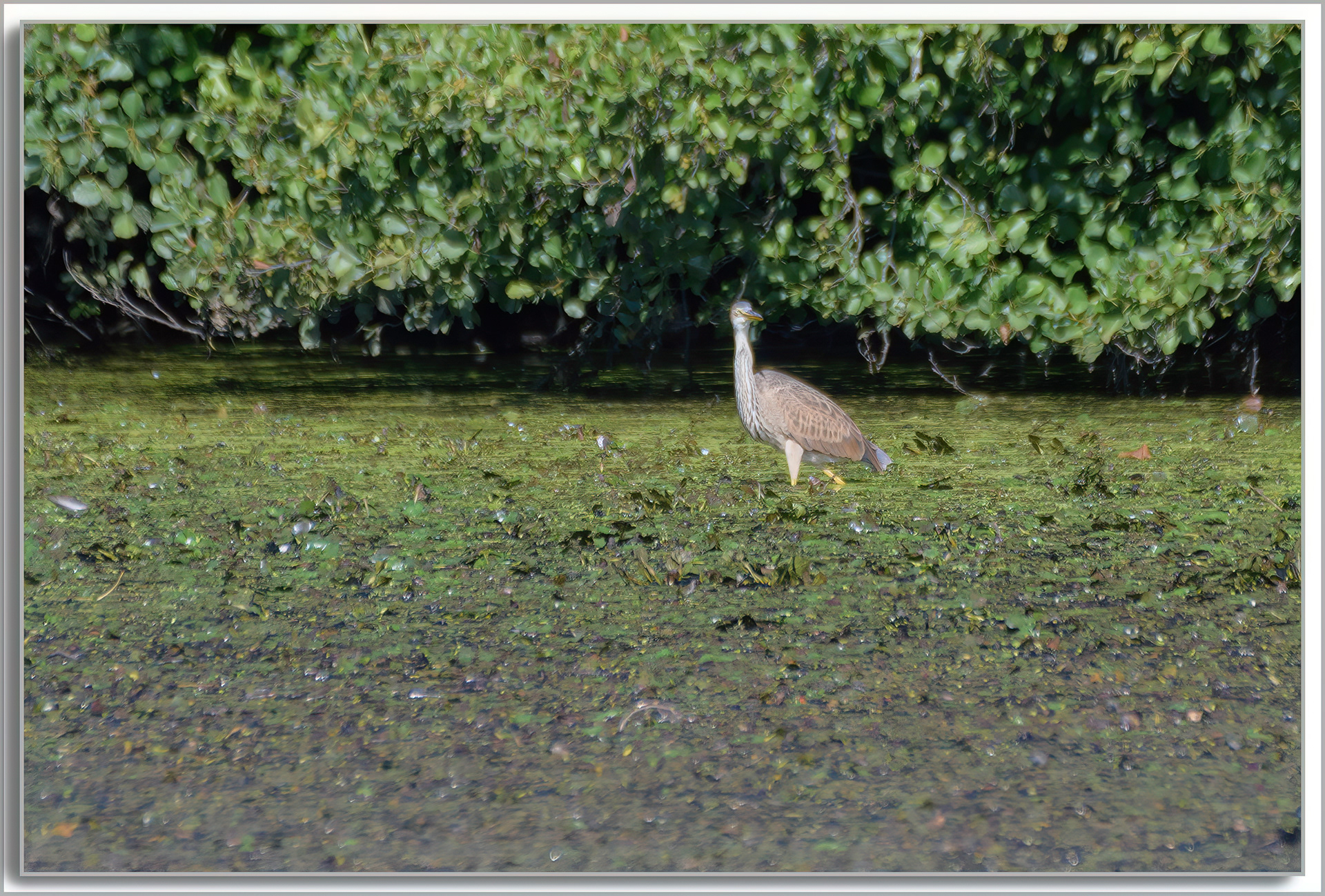 Héron pourpré - Ardea purpurea
