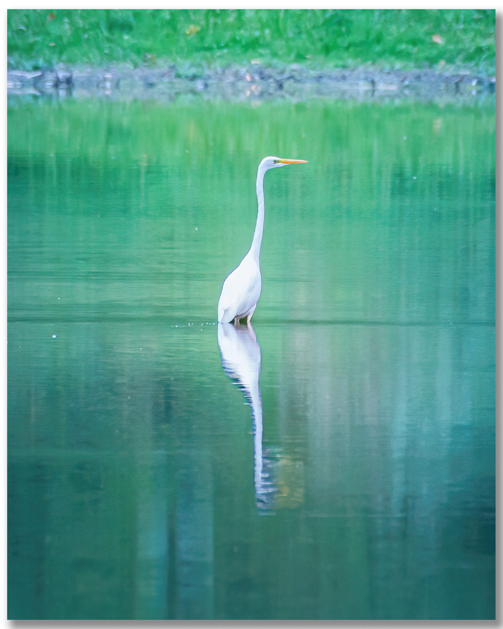 Grande aigrette - Ardea alba