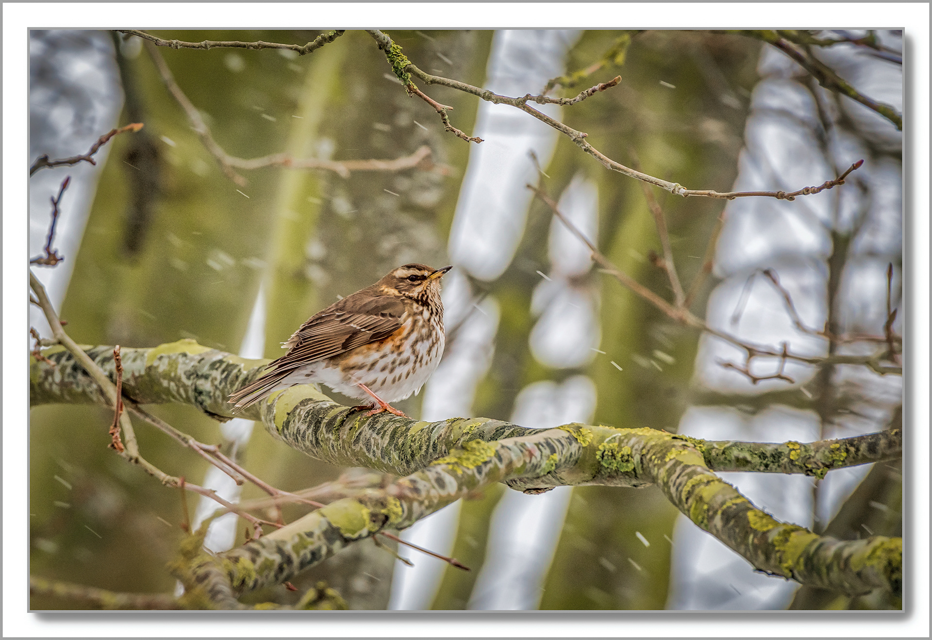 Grive draine - Turdus viscivorus