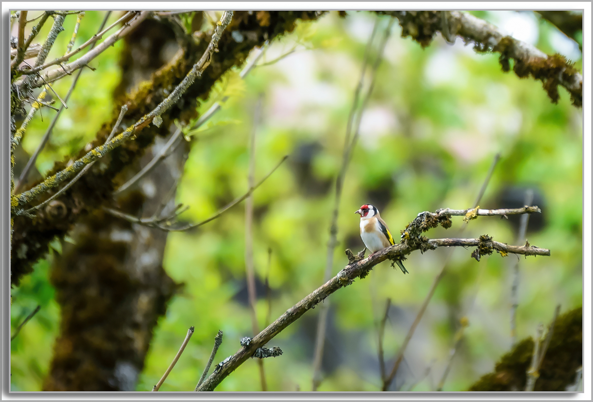 Chardonneret élégant - Carduelis Carduelis