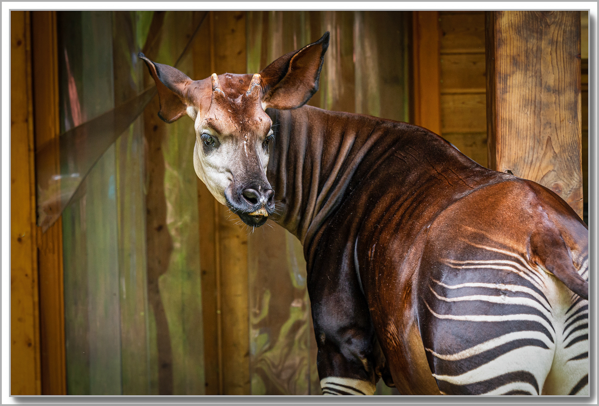 Okapi - Okapia johnstoni