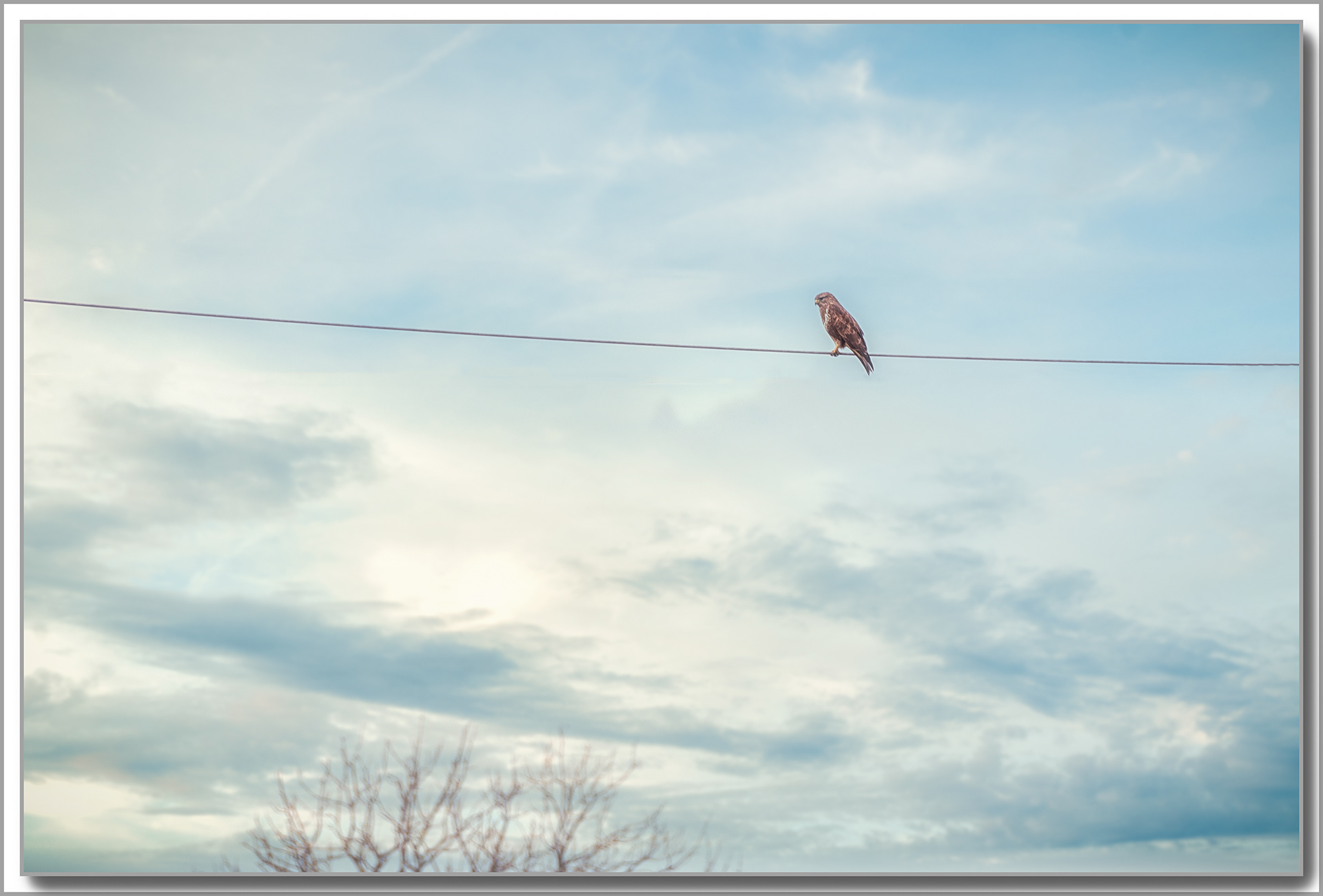 Buse variable - Buteo Buteo