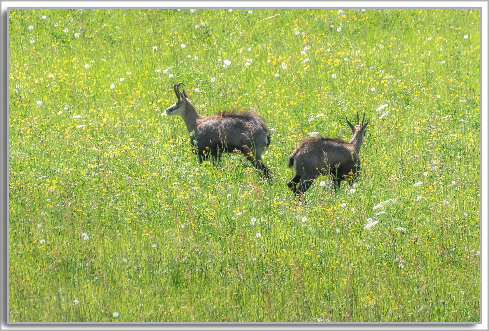 Chamois - Rupicapra rupicapra