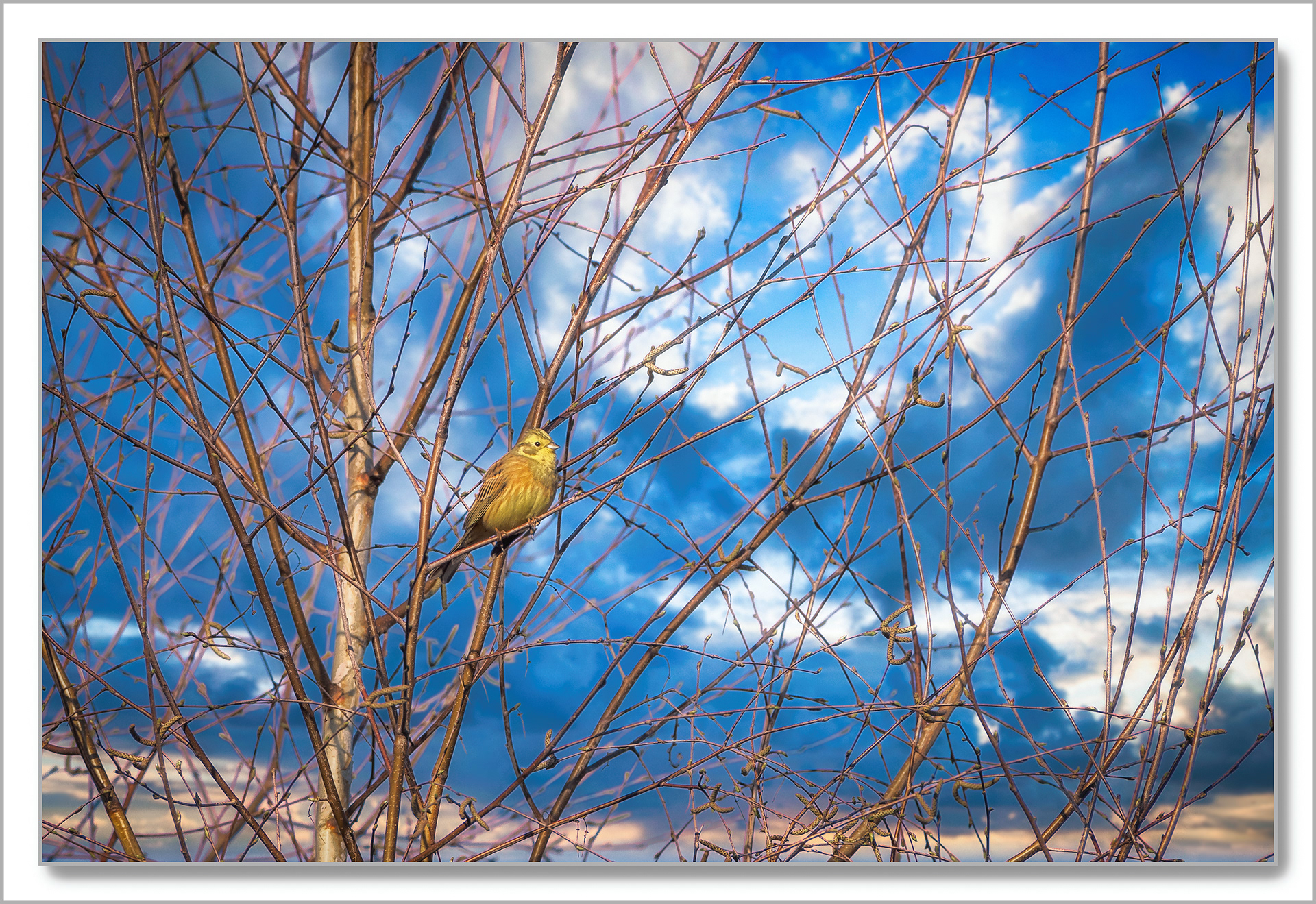 Bruant jaune - Emberiza citrinella