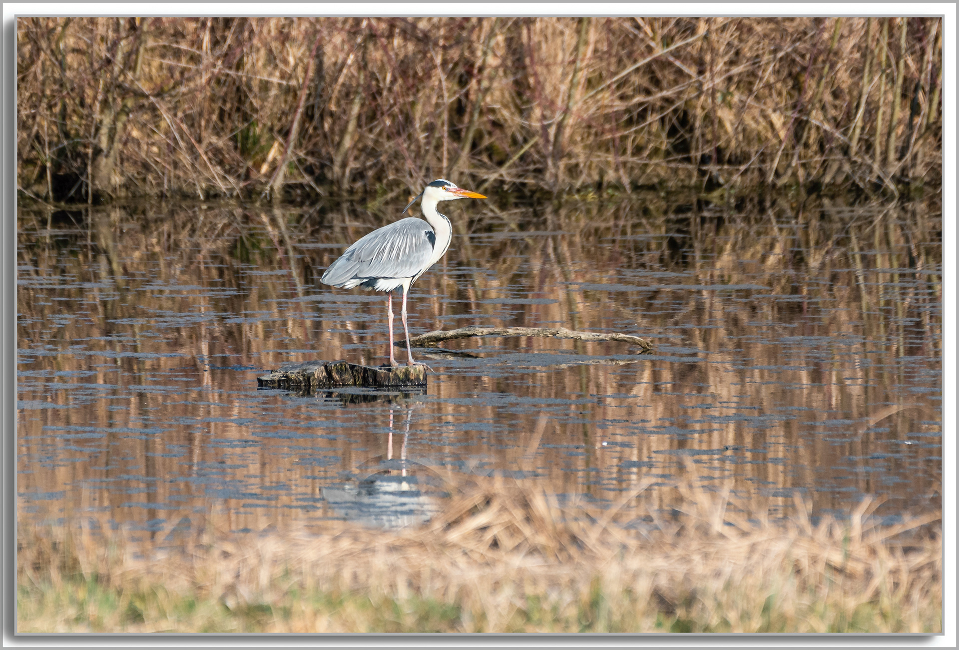 Héron cendré - Ardea cinerea
