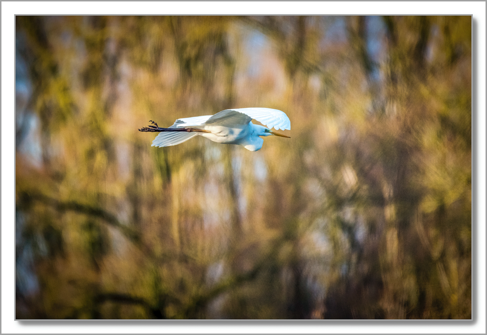 Grande aigrette - Ardea alba