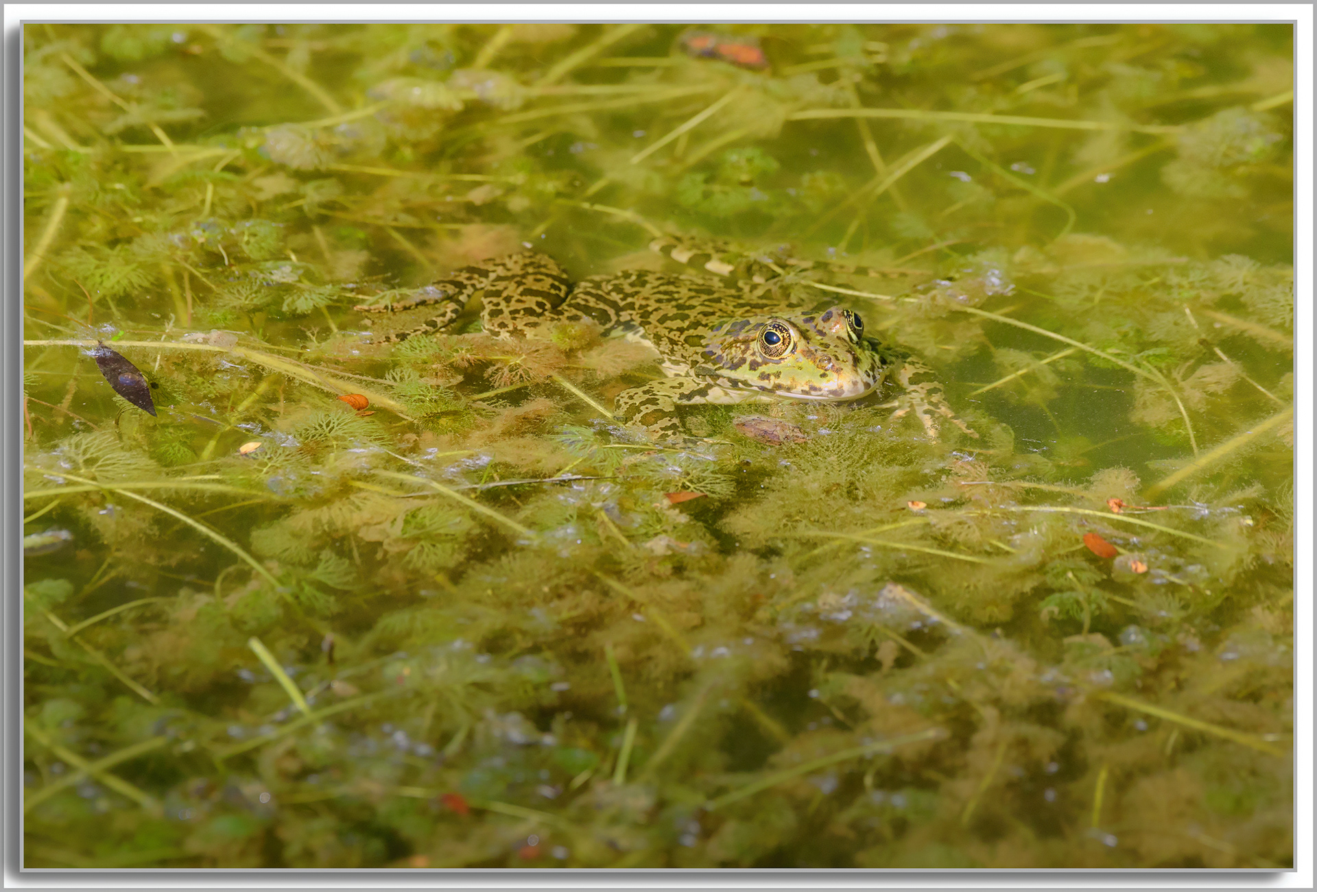Grenouille comestible - Pelophylax kl. esculentus