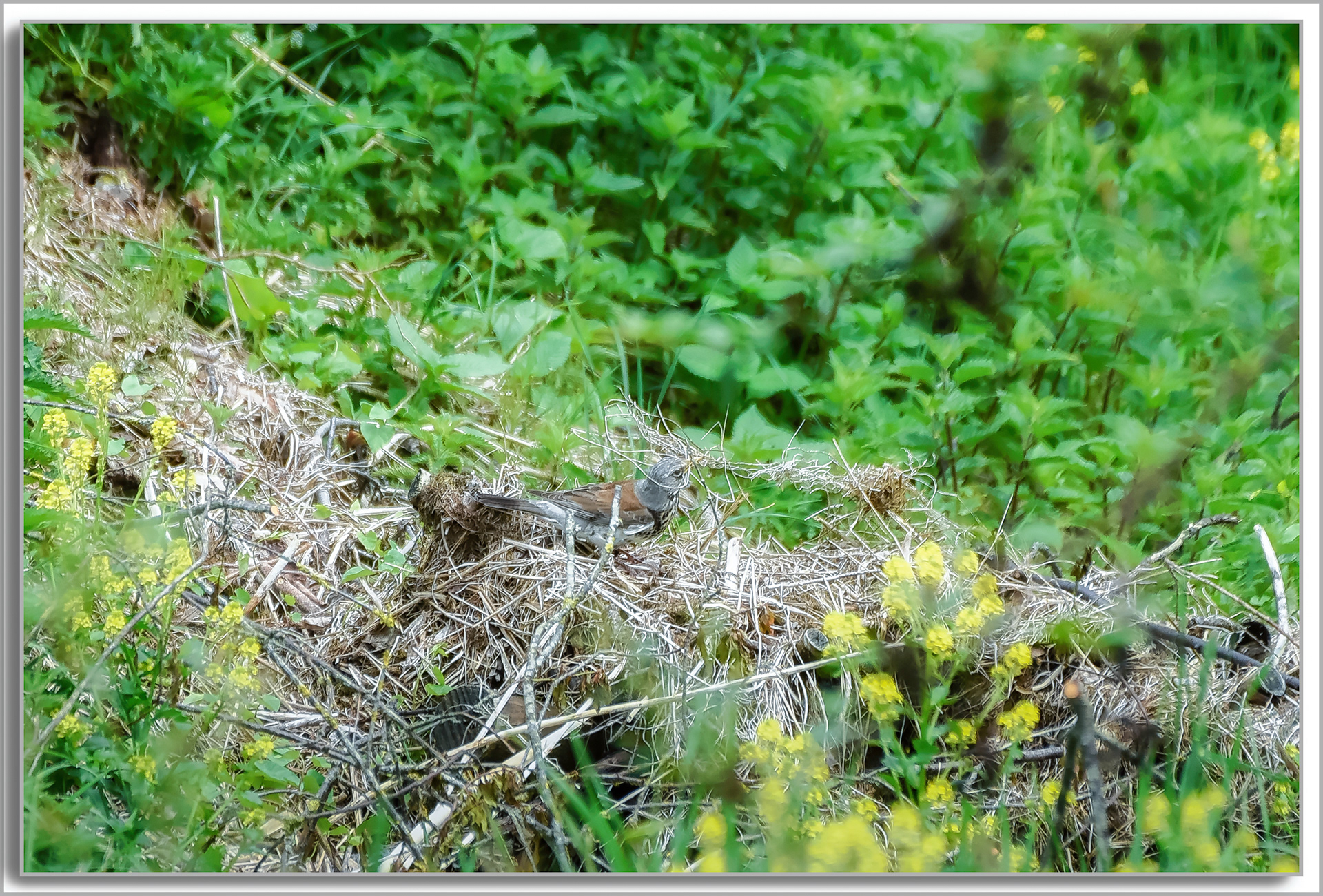 Grive litorne - Turdus pilaris