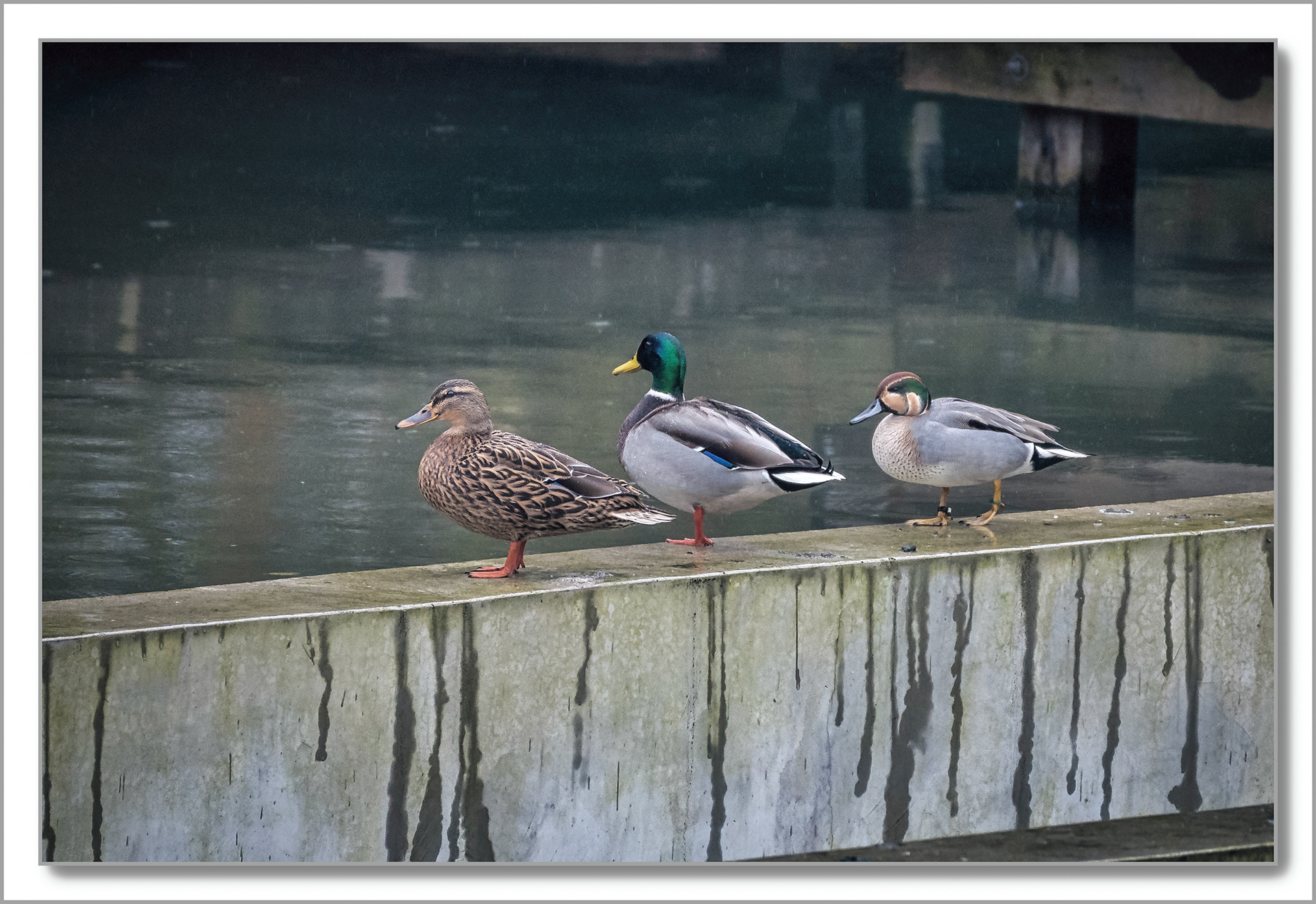 Canard Colvert - Anas platyrhynchos, Sarcelle d'hiver - Anas crecca