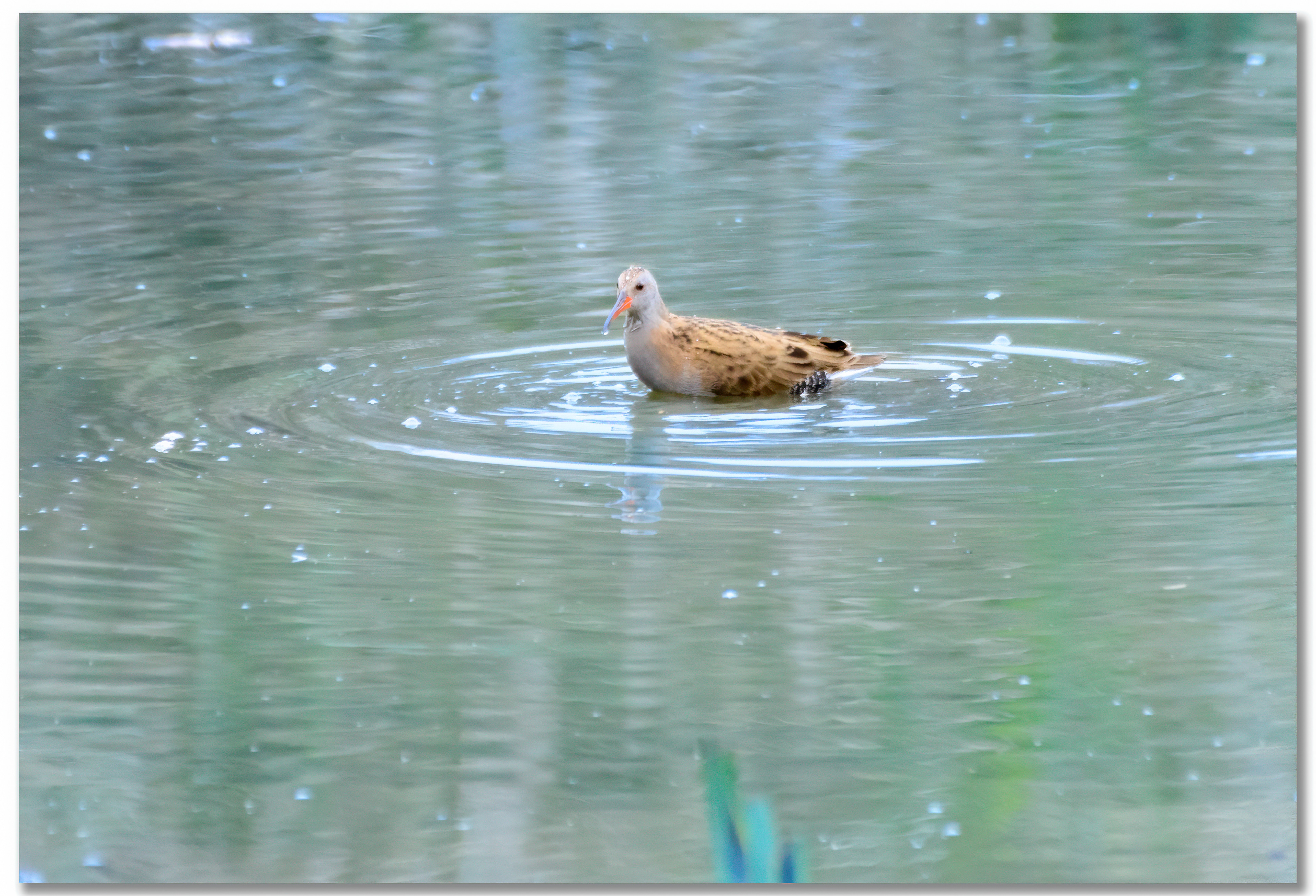 Râle d'eau - Rallus Aquaticus