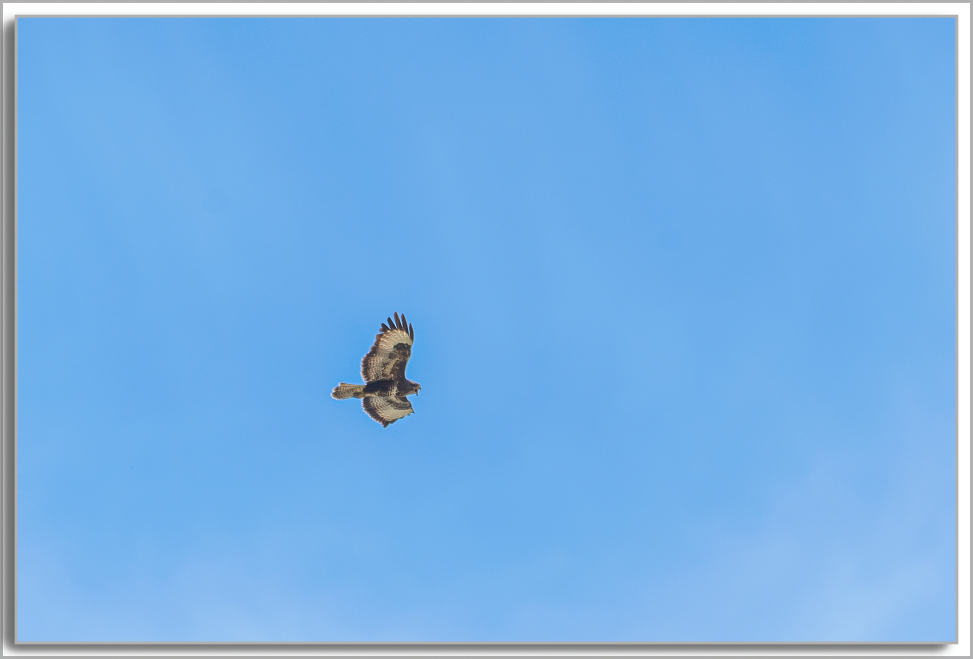 Buse variable - Buteo Buteo