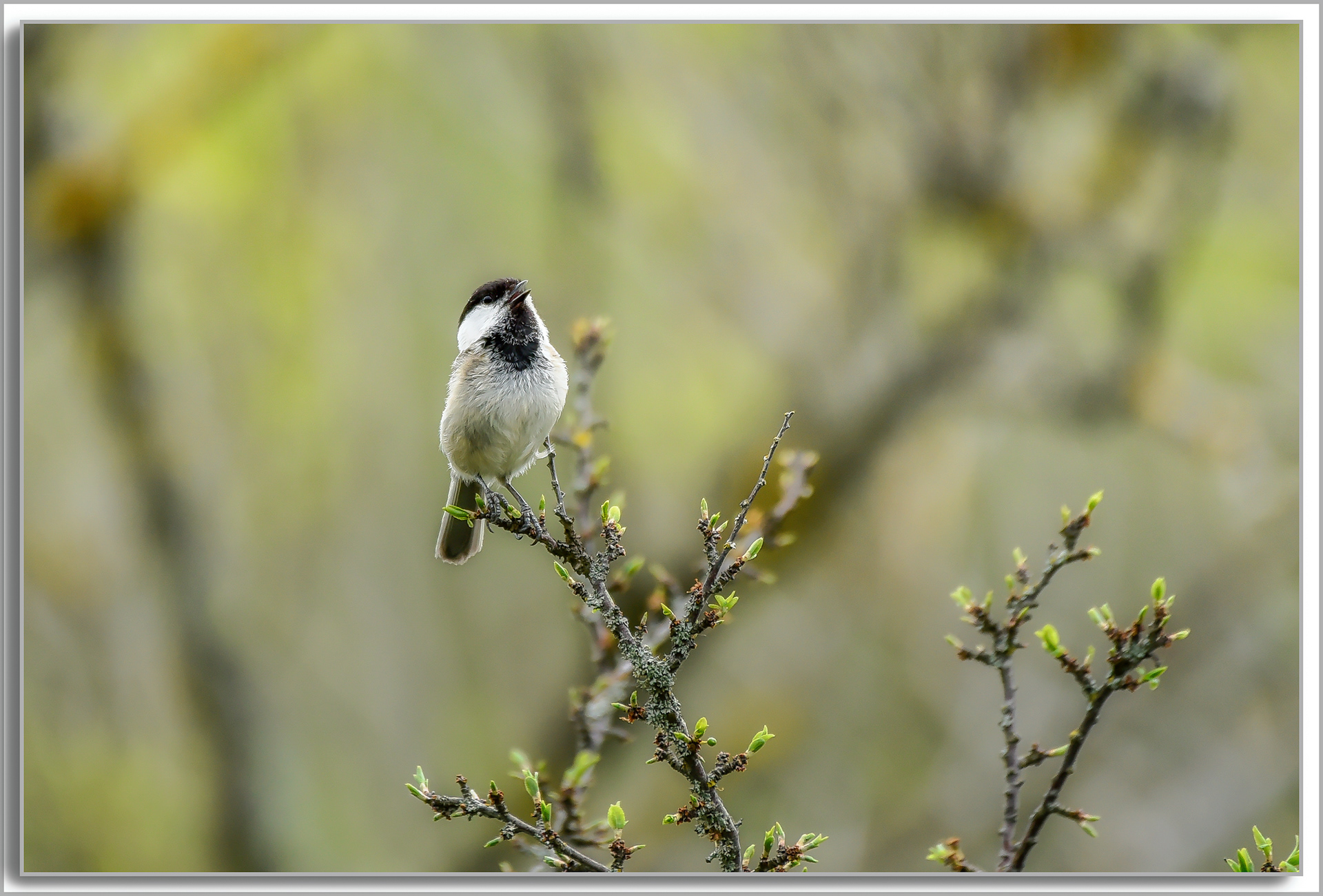 Mésange boréale - Poecile montanus