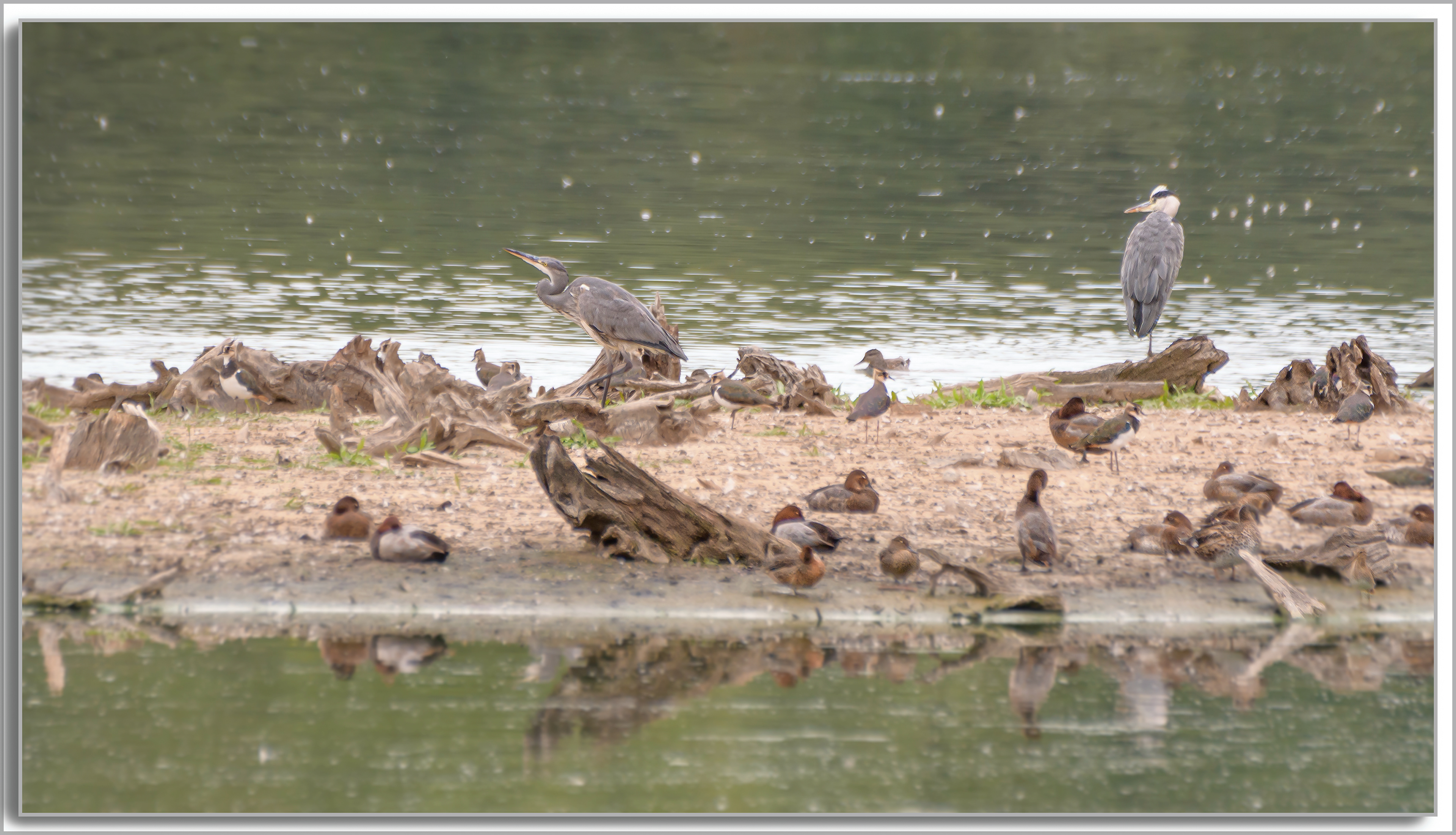 Héron cendré - Ardea Cinerea