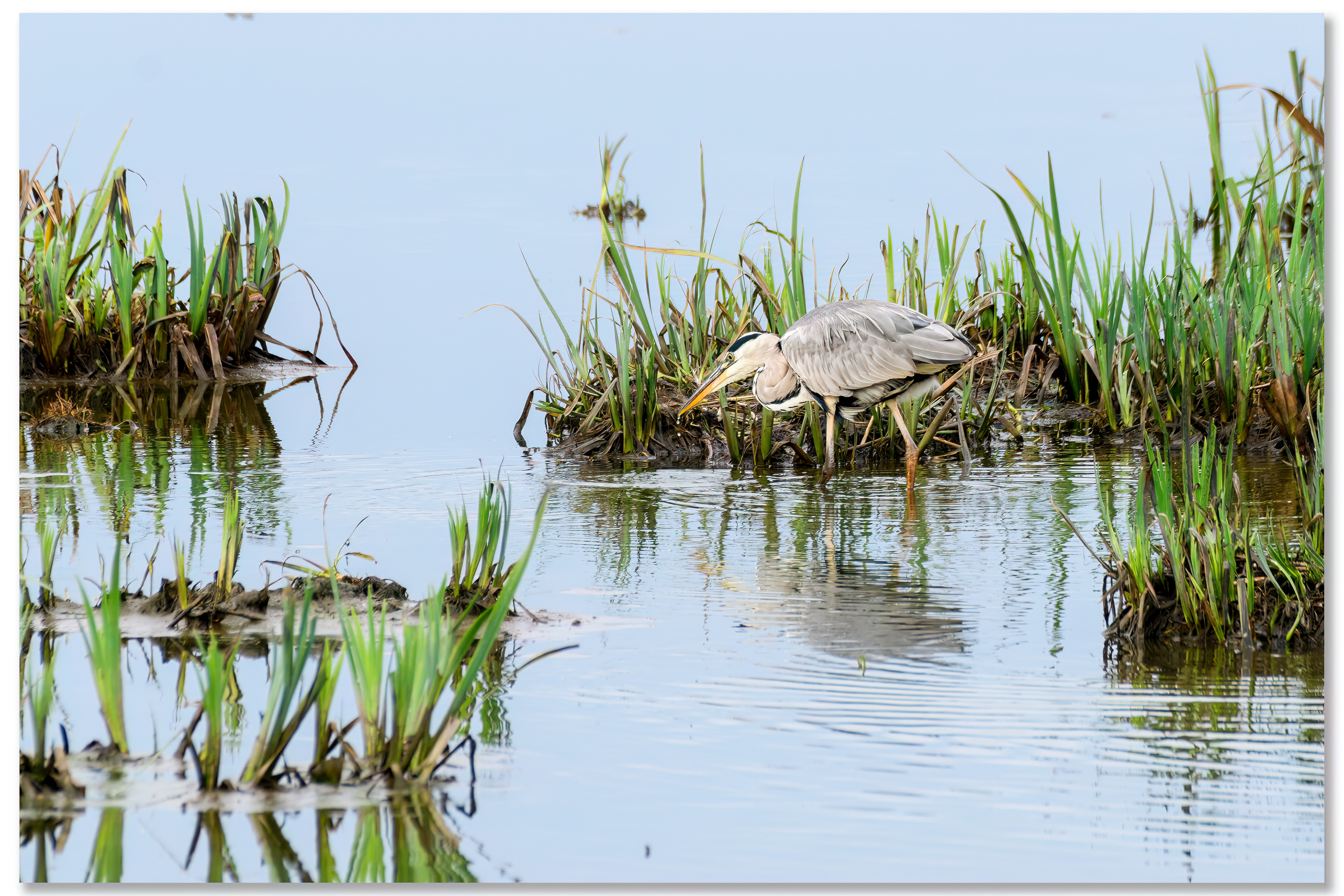 Héron cendré - Ardea cinerea