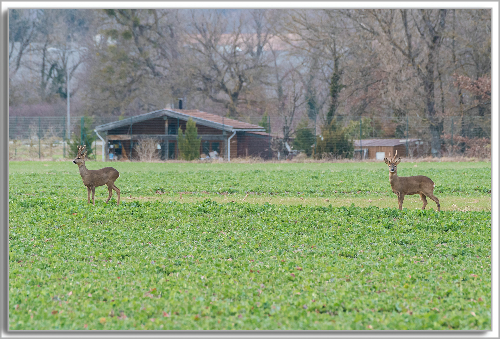Chevreuil - Capreolus capreolus