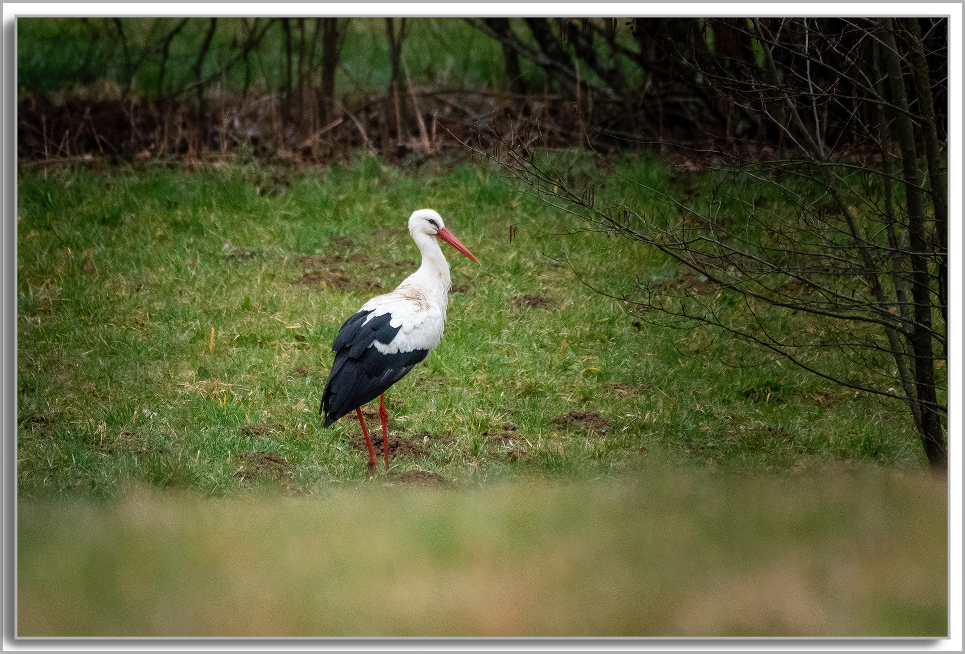 Cigogne blanche - ciconia ciconia