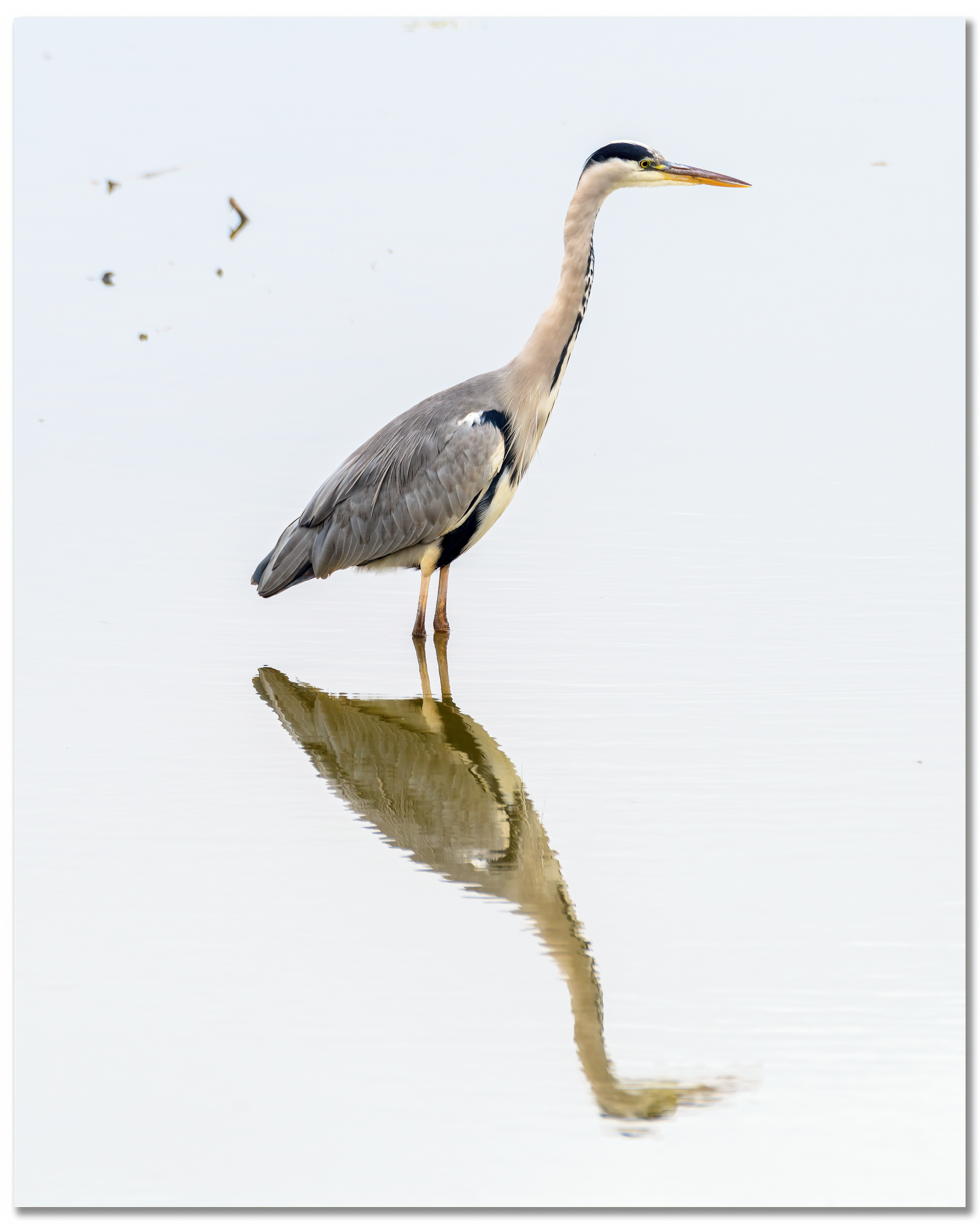 Héron cendré - Ardea Cinerea