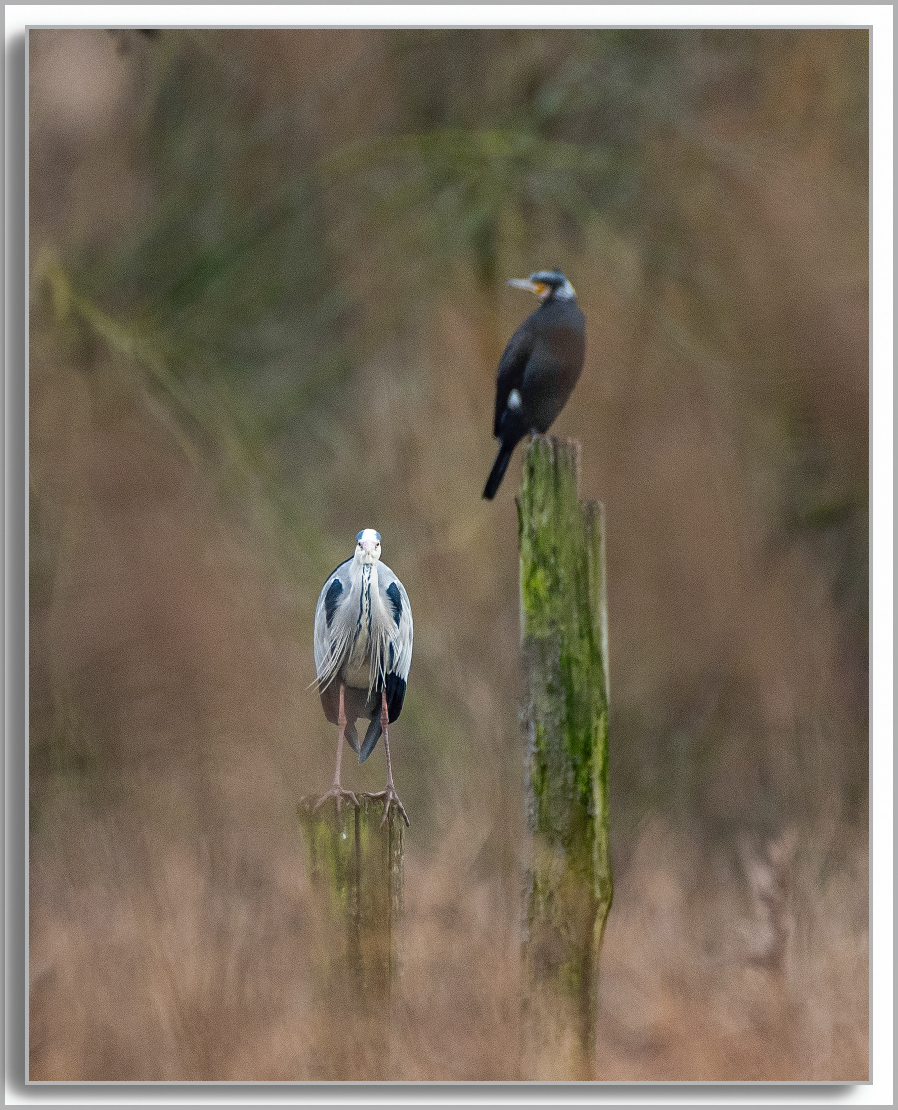 Grand Cormoran - Phalacrocorax carbo, Héron cendré - Ardea Cinerea