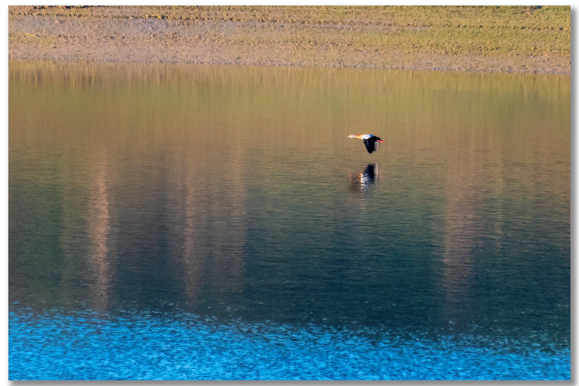 Ouette d'Egypte - Alopochen aegyptiaca