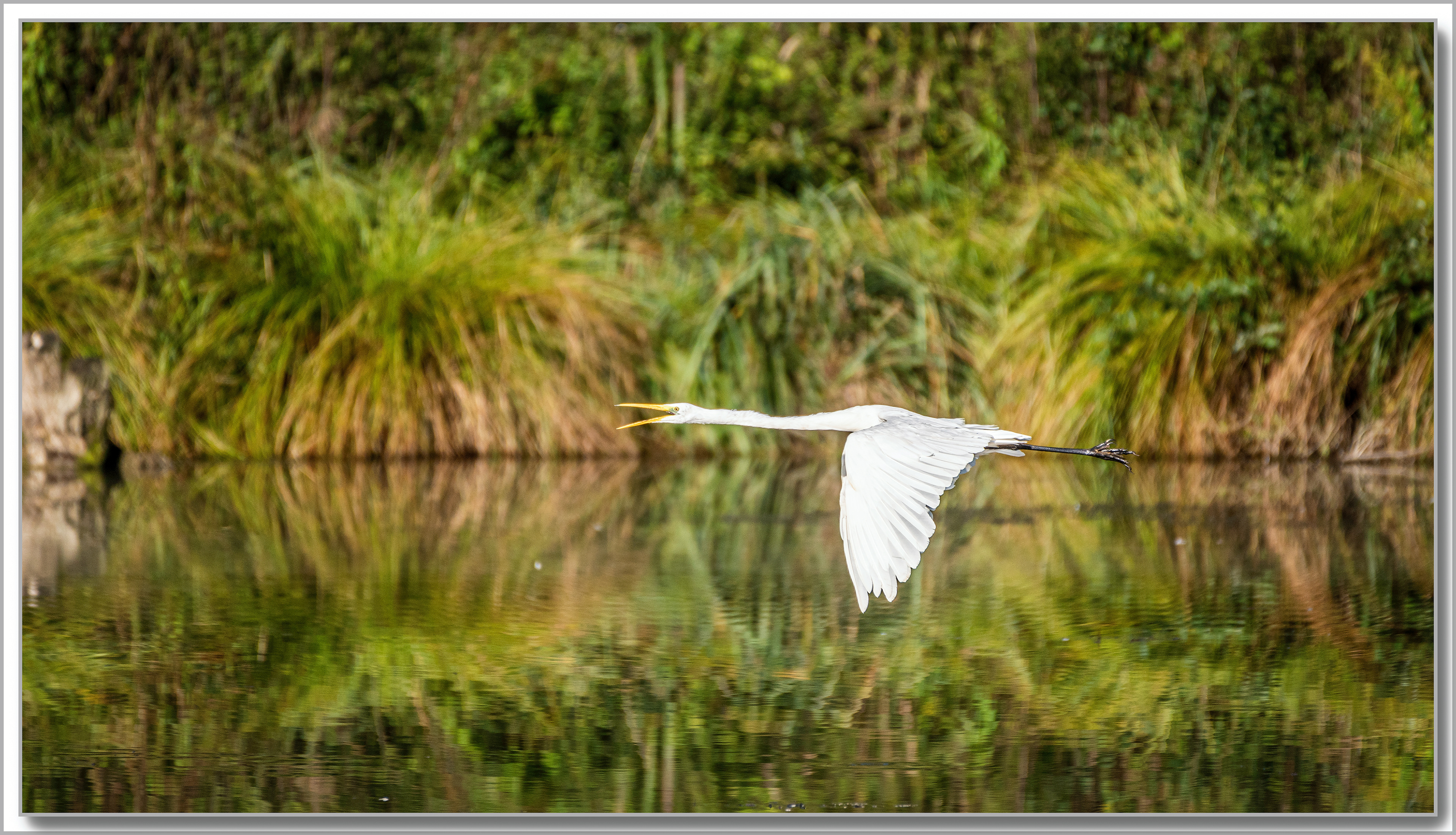 Grande Aigrette - Ardea Alba
