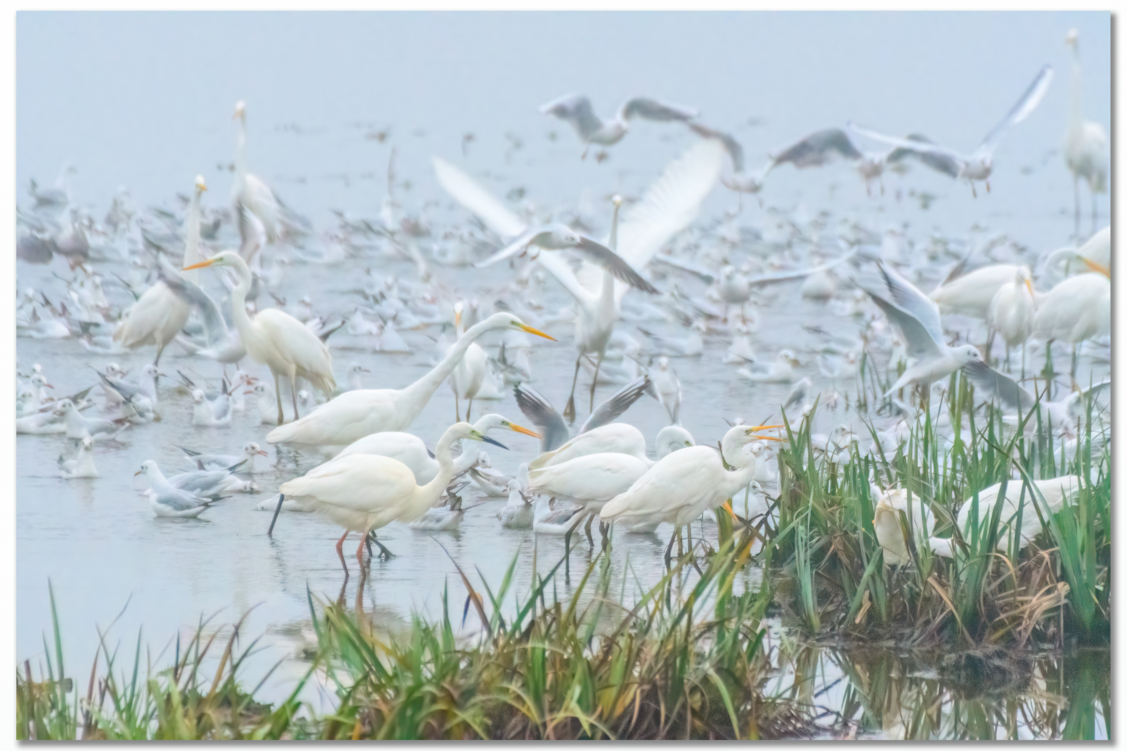 Grande Aigrette - Ardea Alba, Mouette rieuse - Chroicocephalus ridibundus